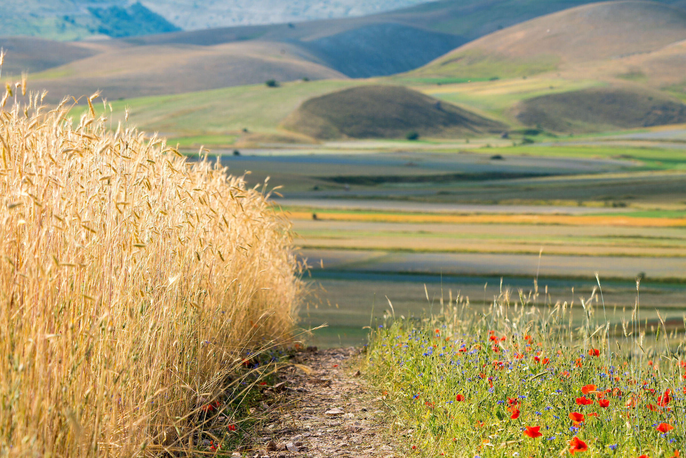 Even wheat in Castelluccio!