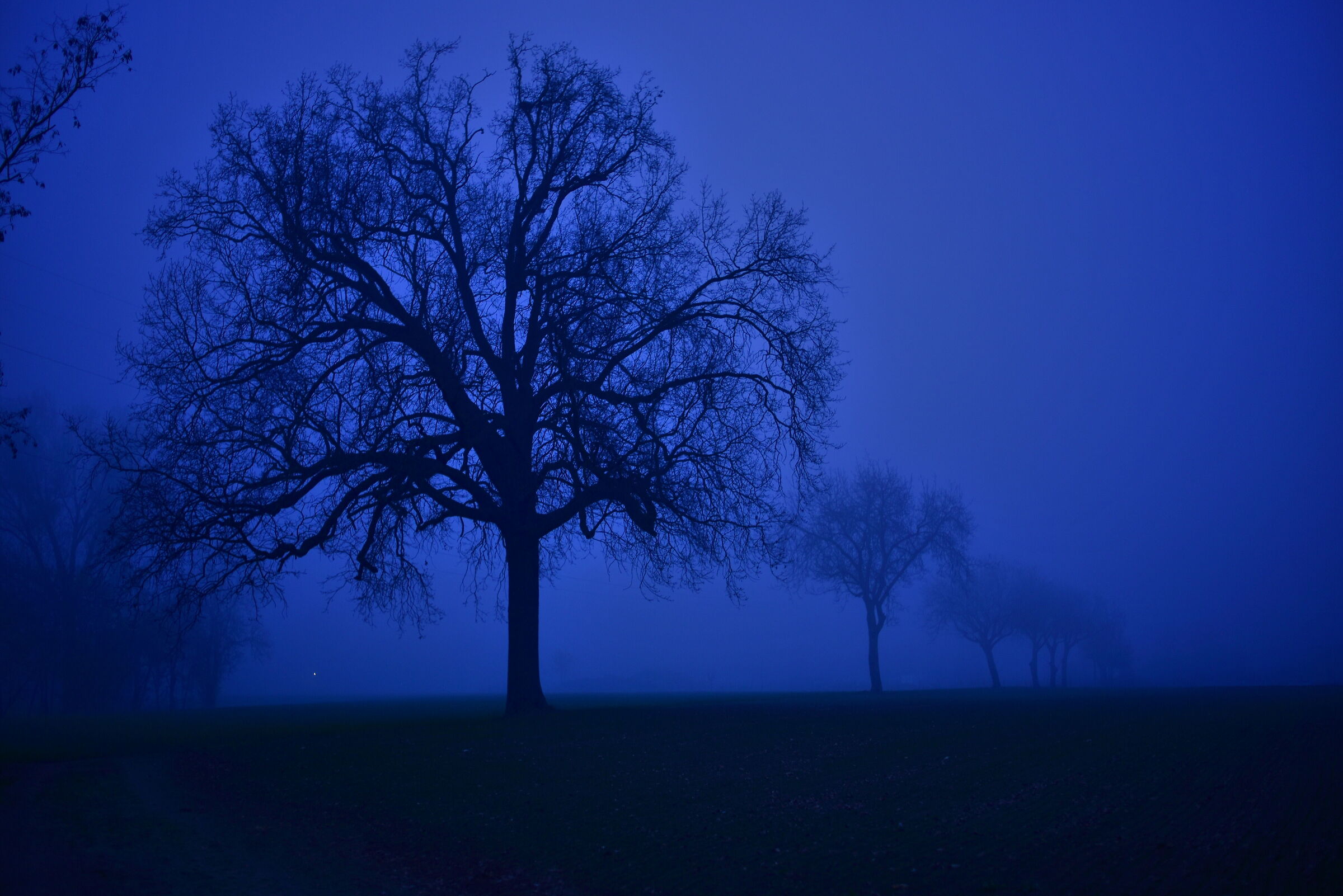 fog in the plains
