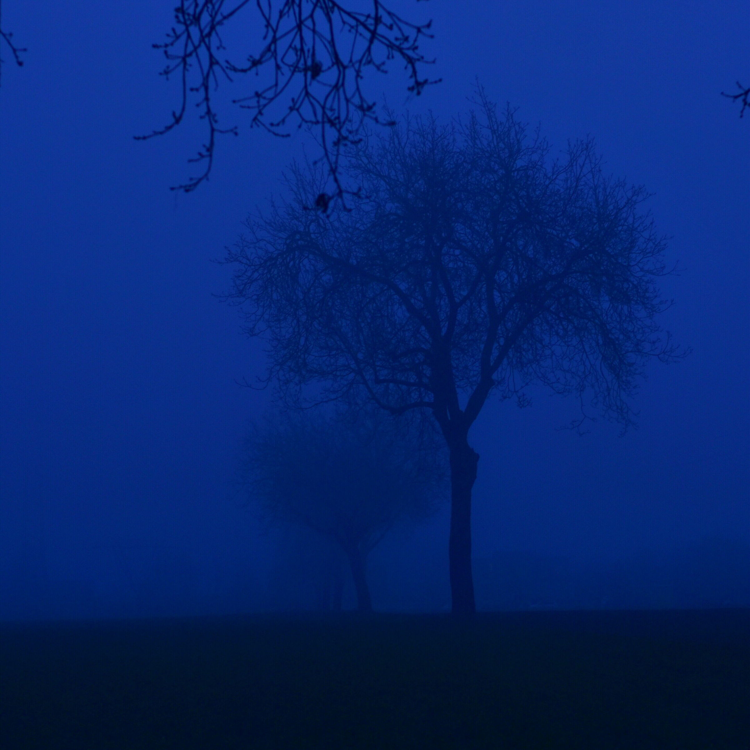 fog in the plains