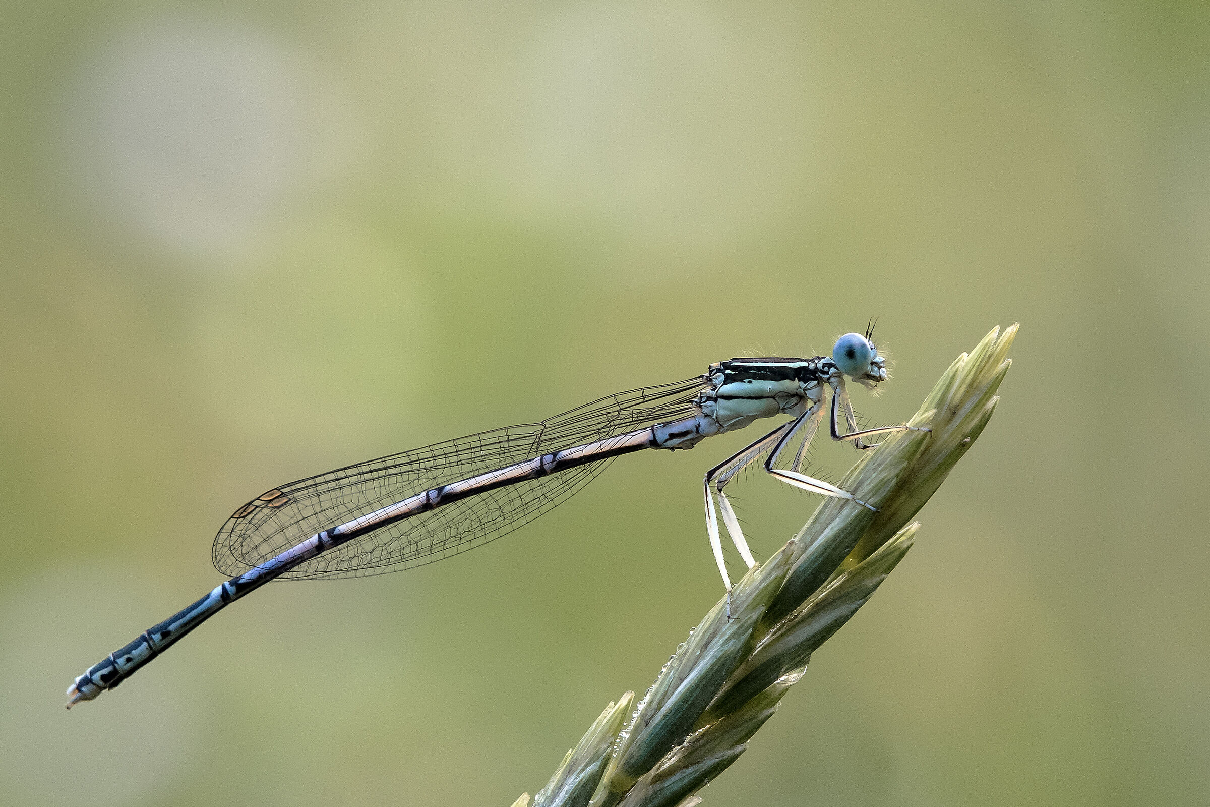 Zampalarga (Platycnemis pennipes)