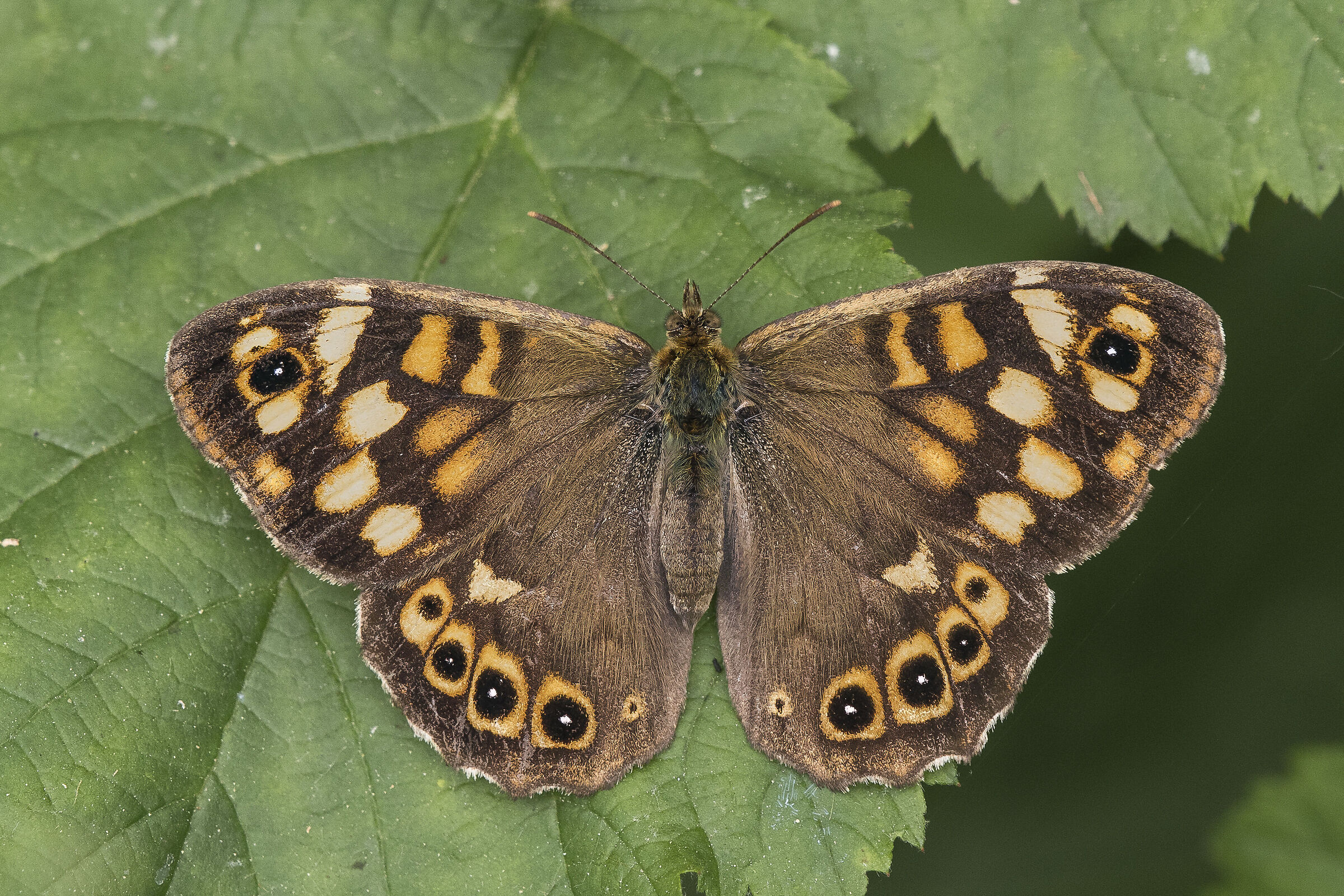 Egeria - Pararge aegeria (Linnaeus, 1758)
