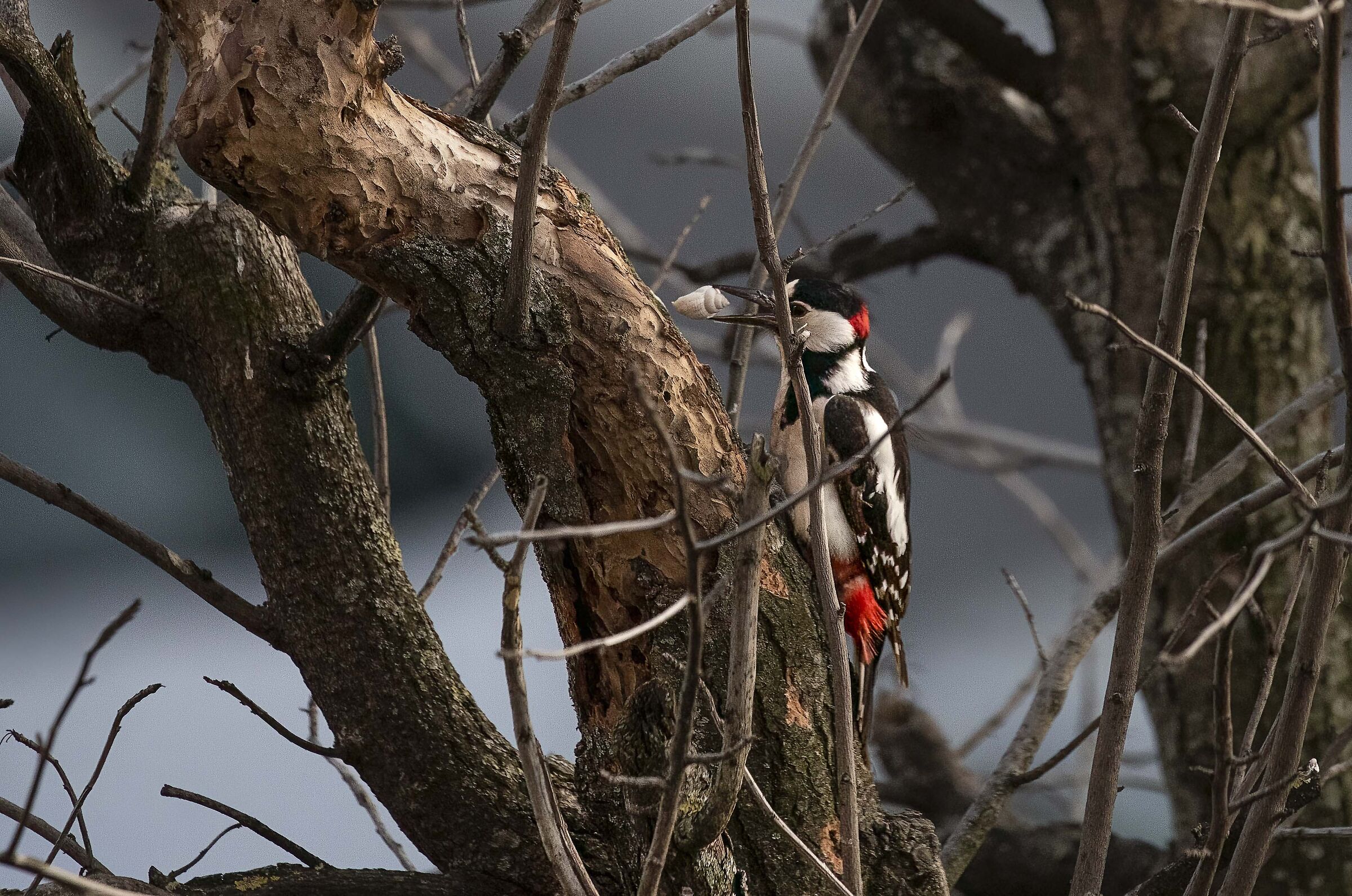 Great Red Woodpecker with Snail