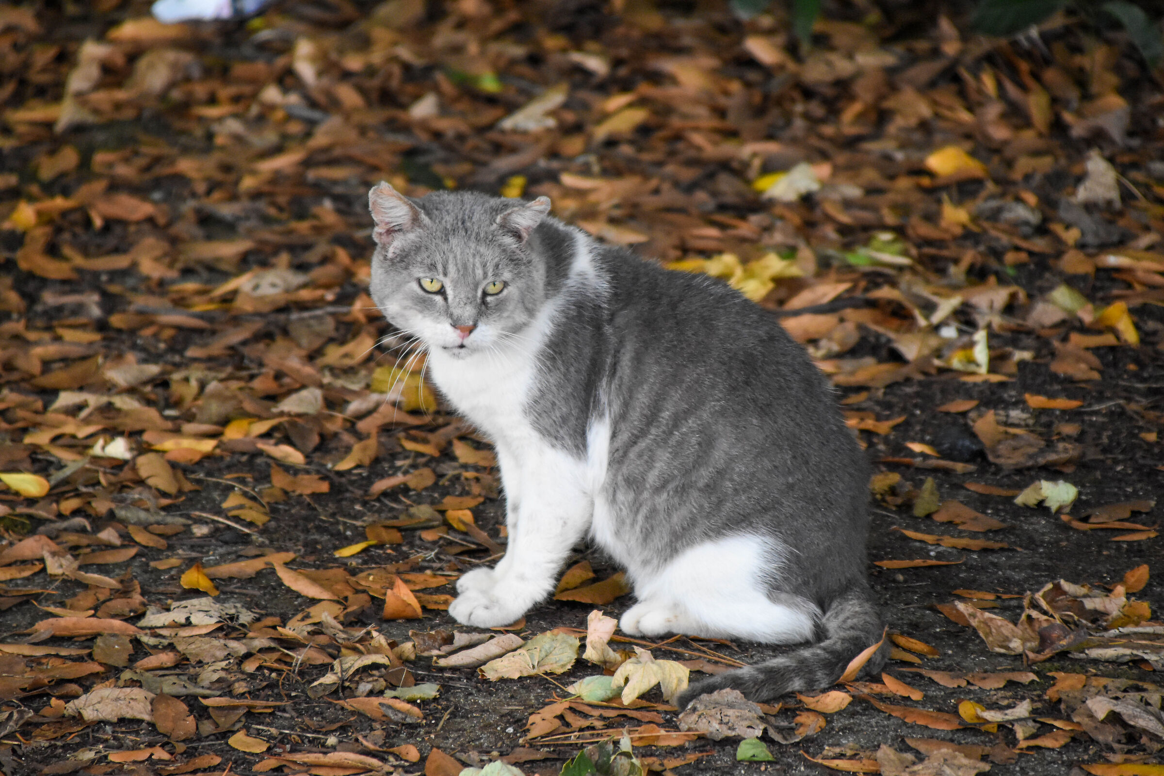 Ho, ho... it seemed to me to see a cat!