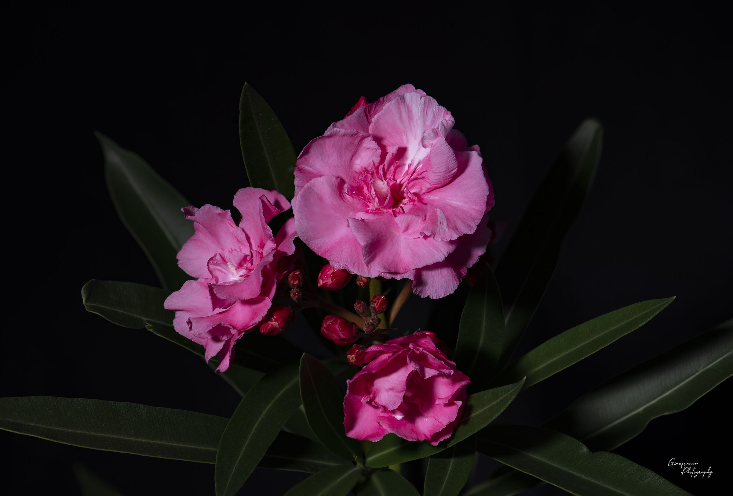 Oleander