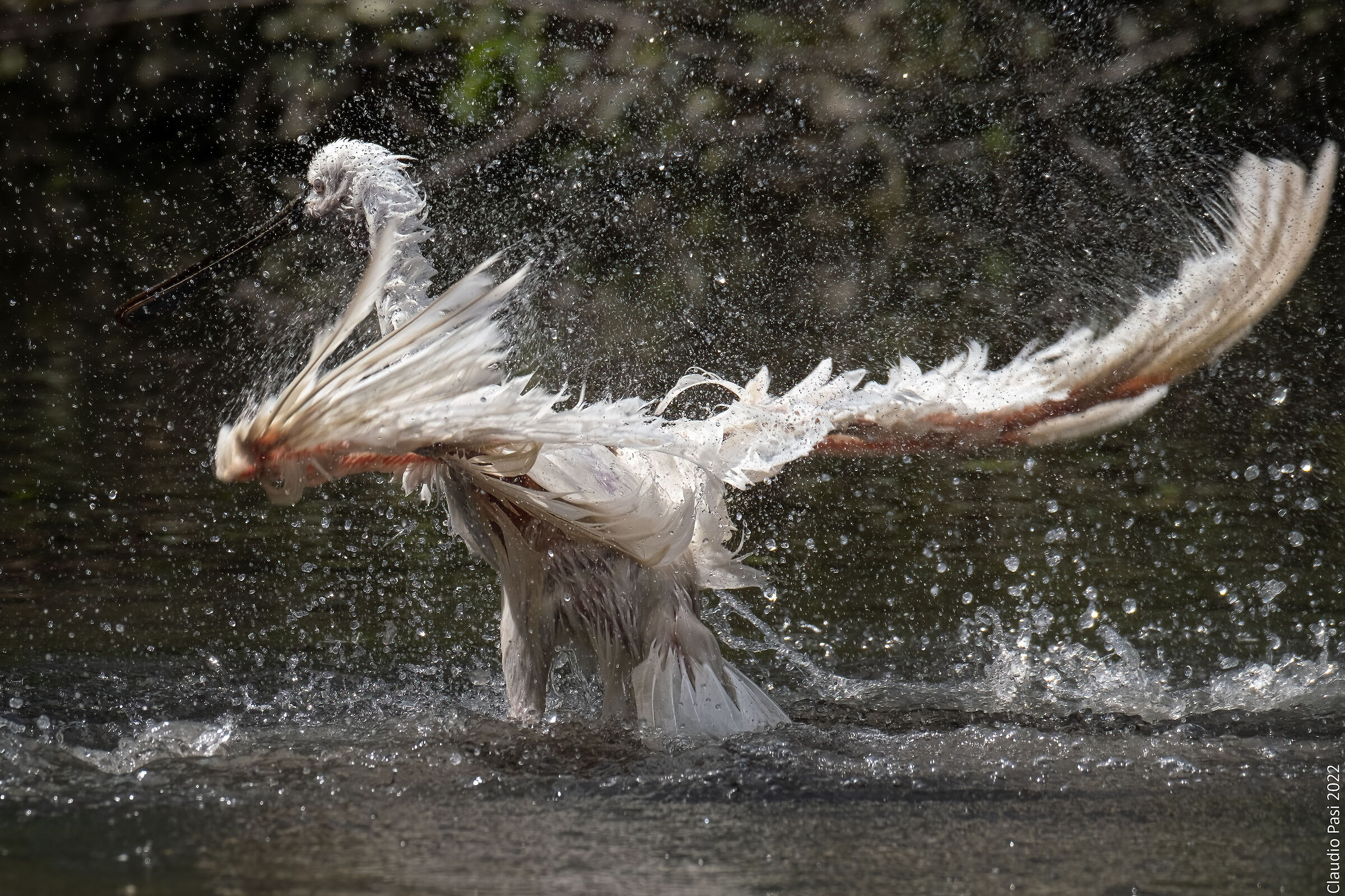 Spatula in the bathroom