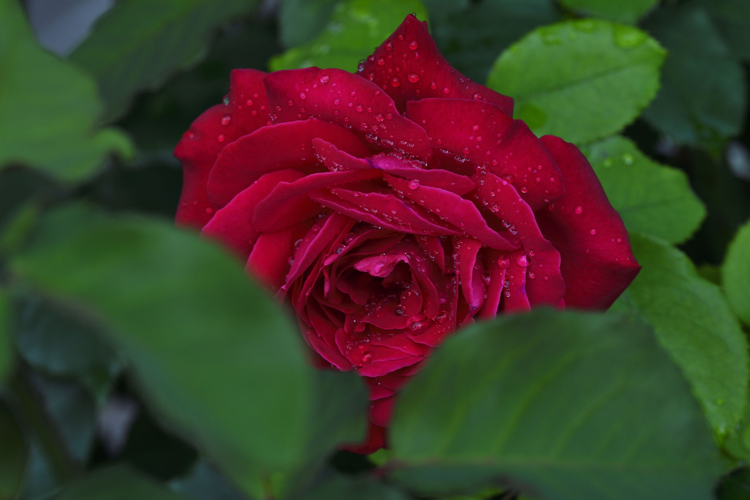 of fiery red