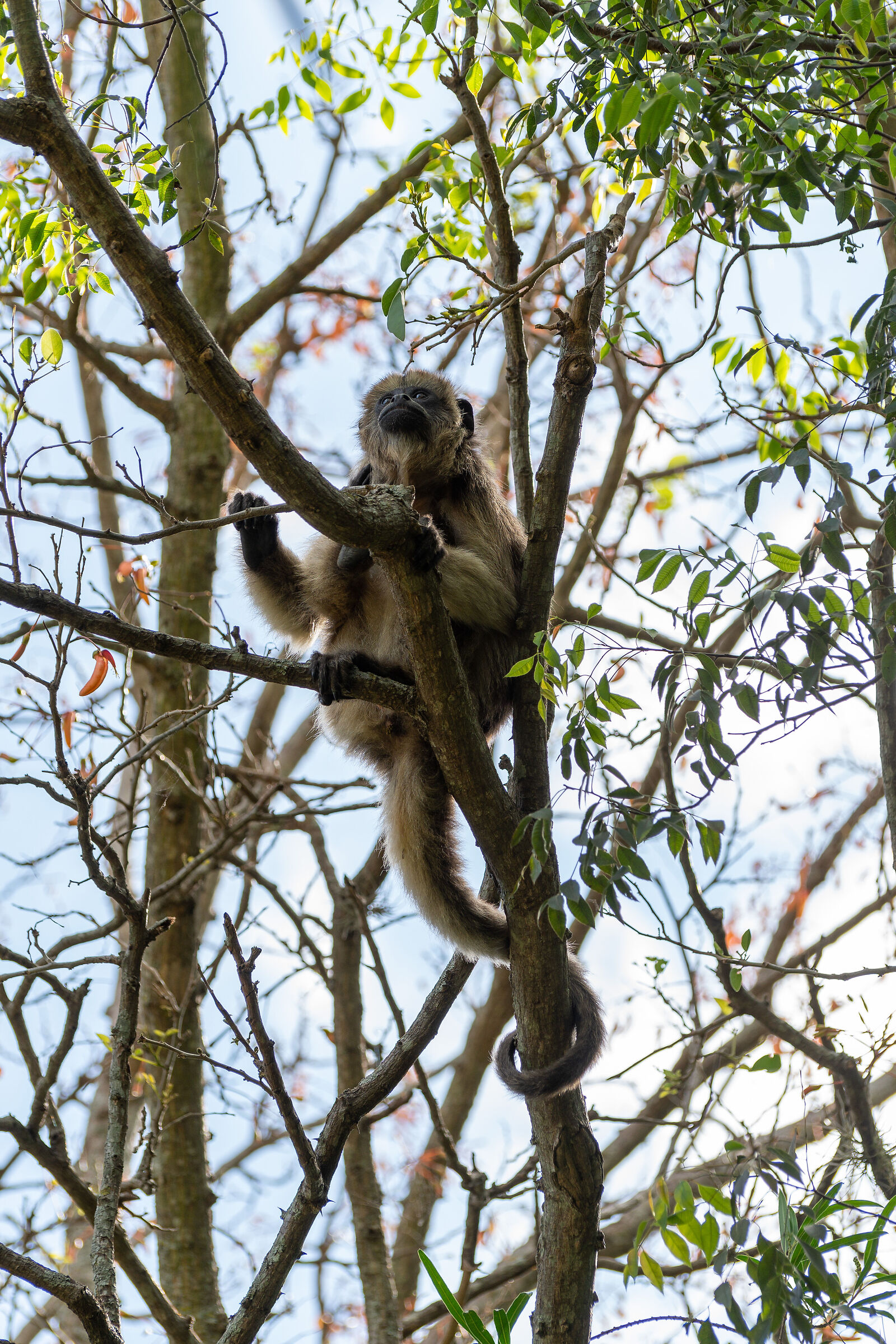 Monos de ciudad 1