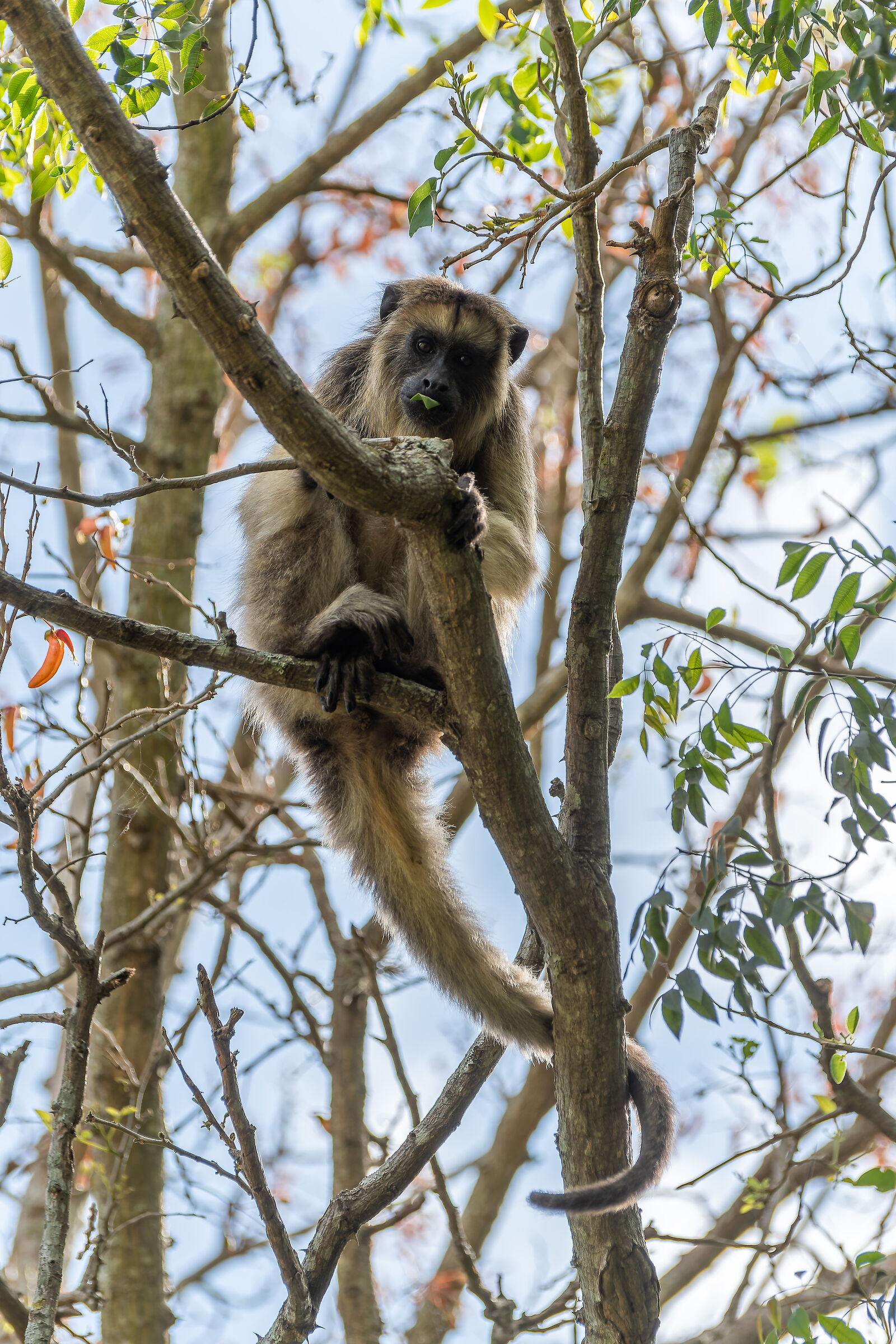 Monos de ciudad 2