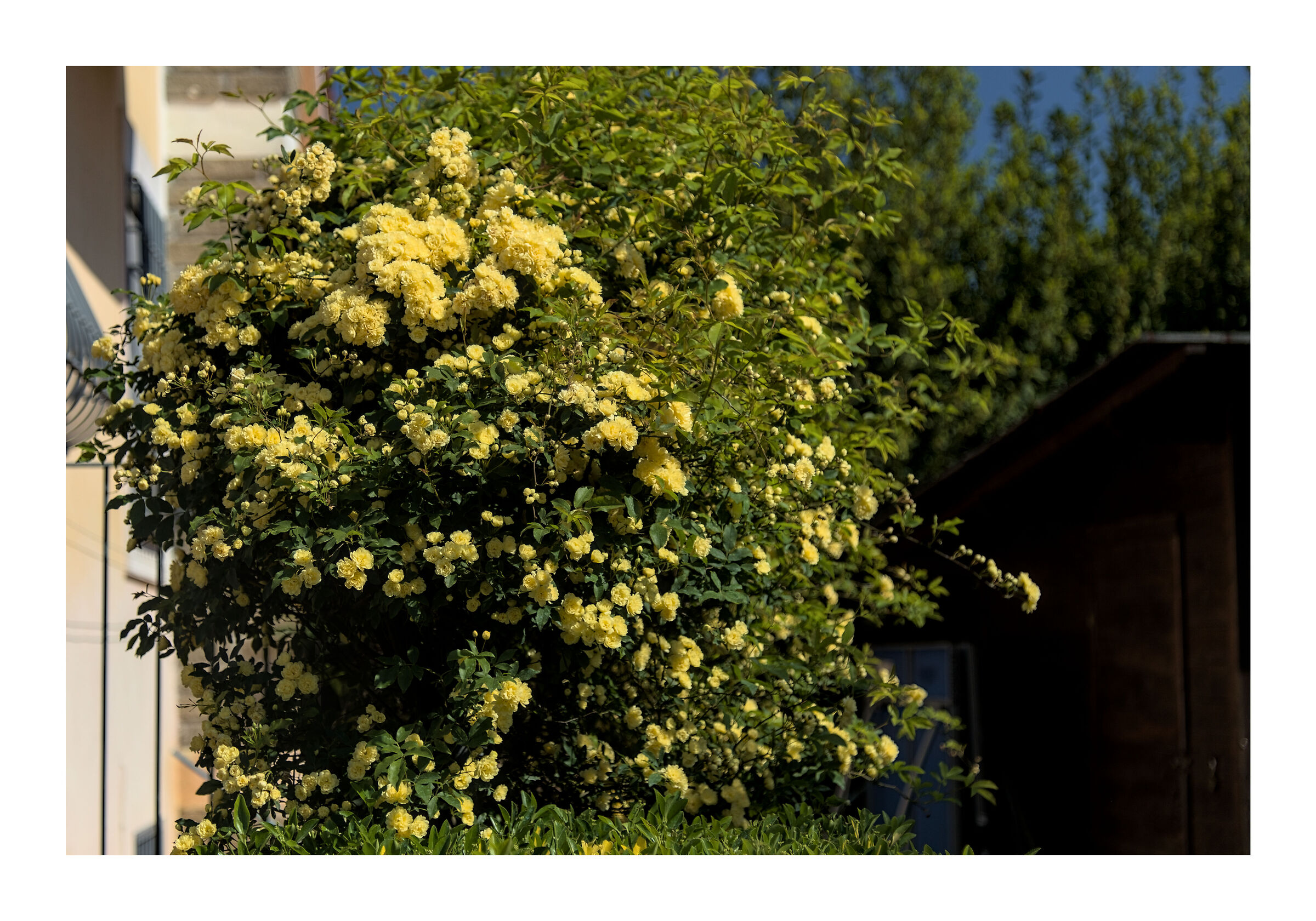 La tea senza spine in esplosione