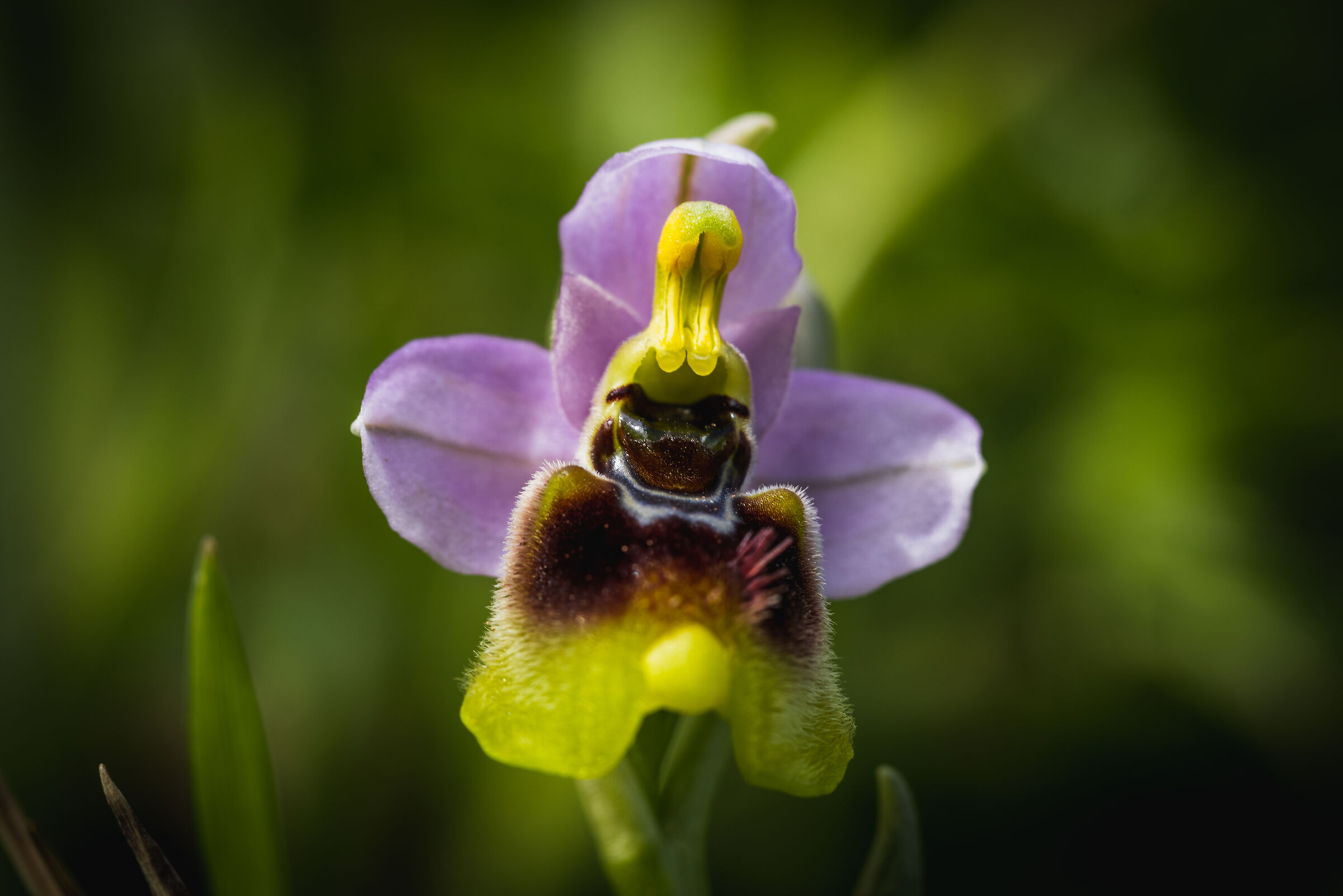 Ophrys tenthredinifera