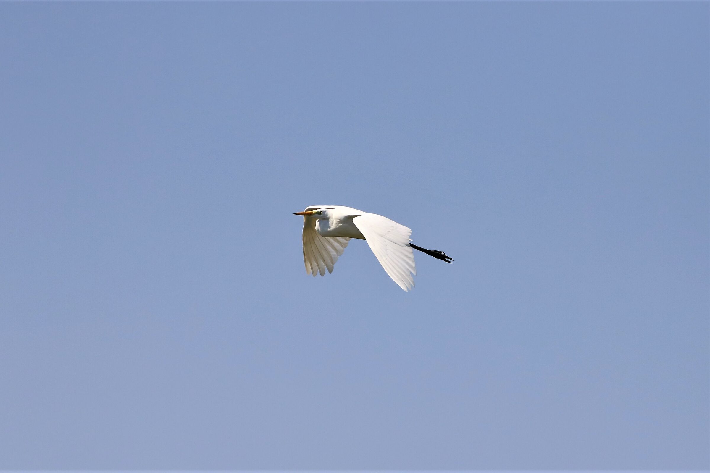 Airone bianco maggiore