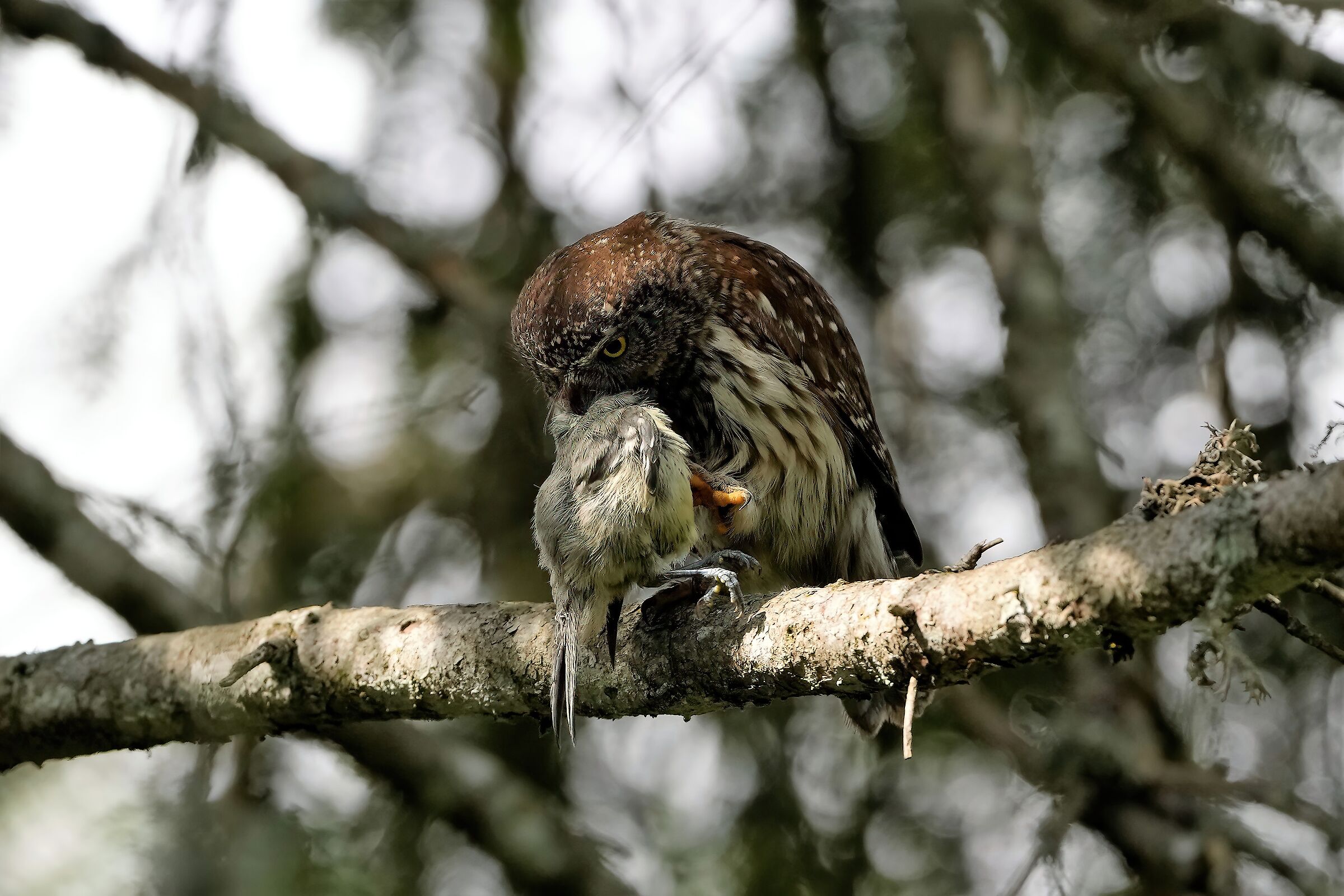 dwarf owl with sparrow
