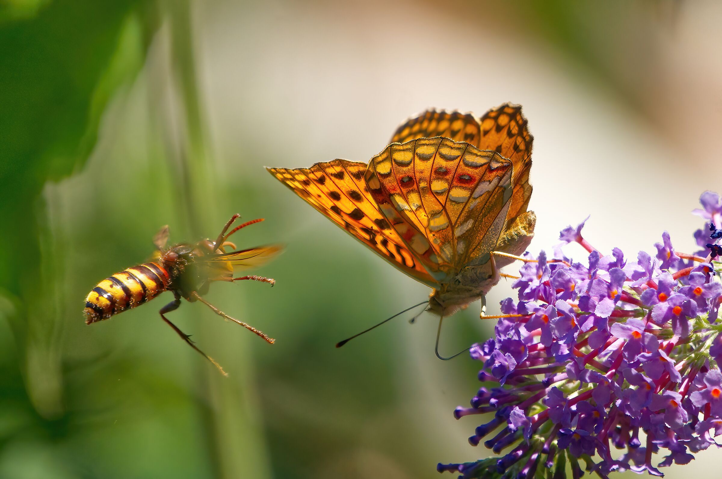 L'attacco del calabrone