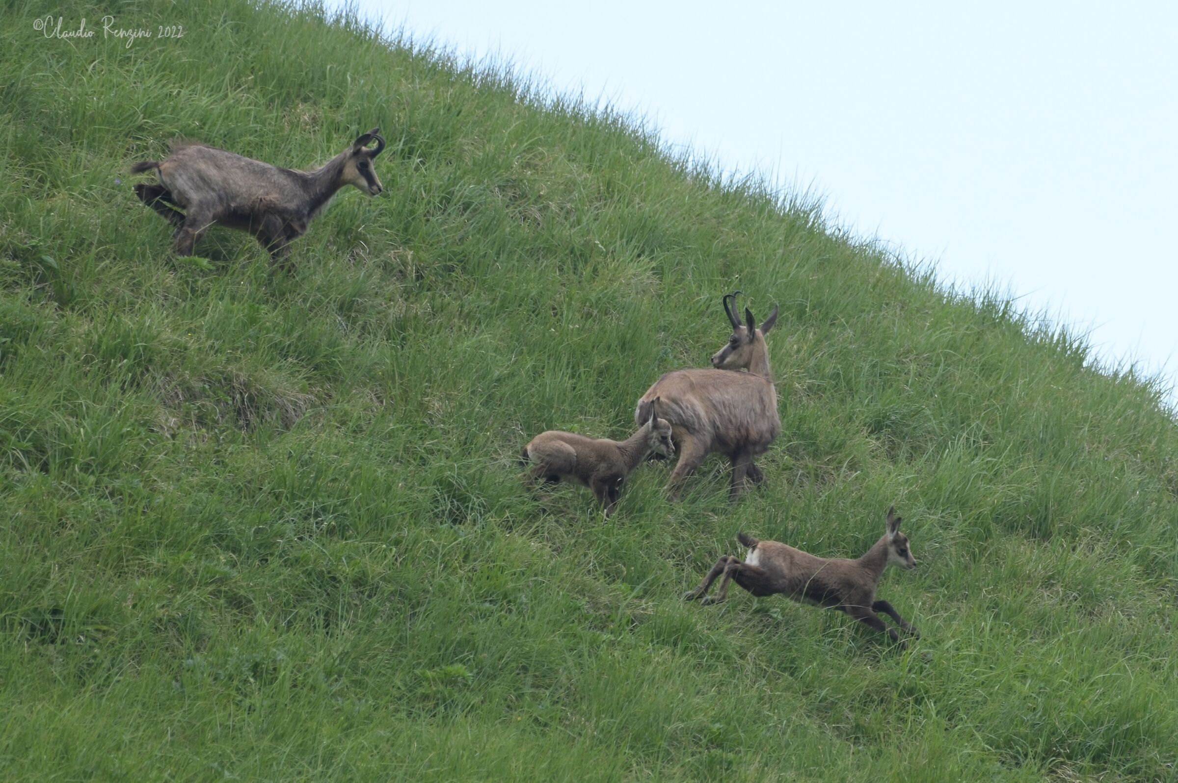 i piccoli camosci crescono...