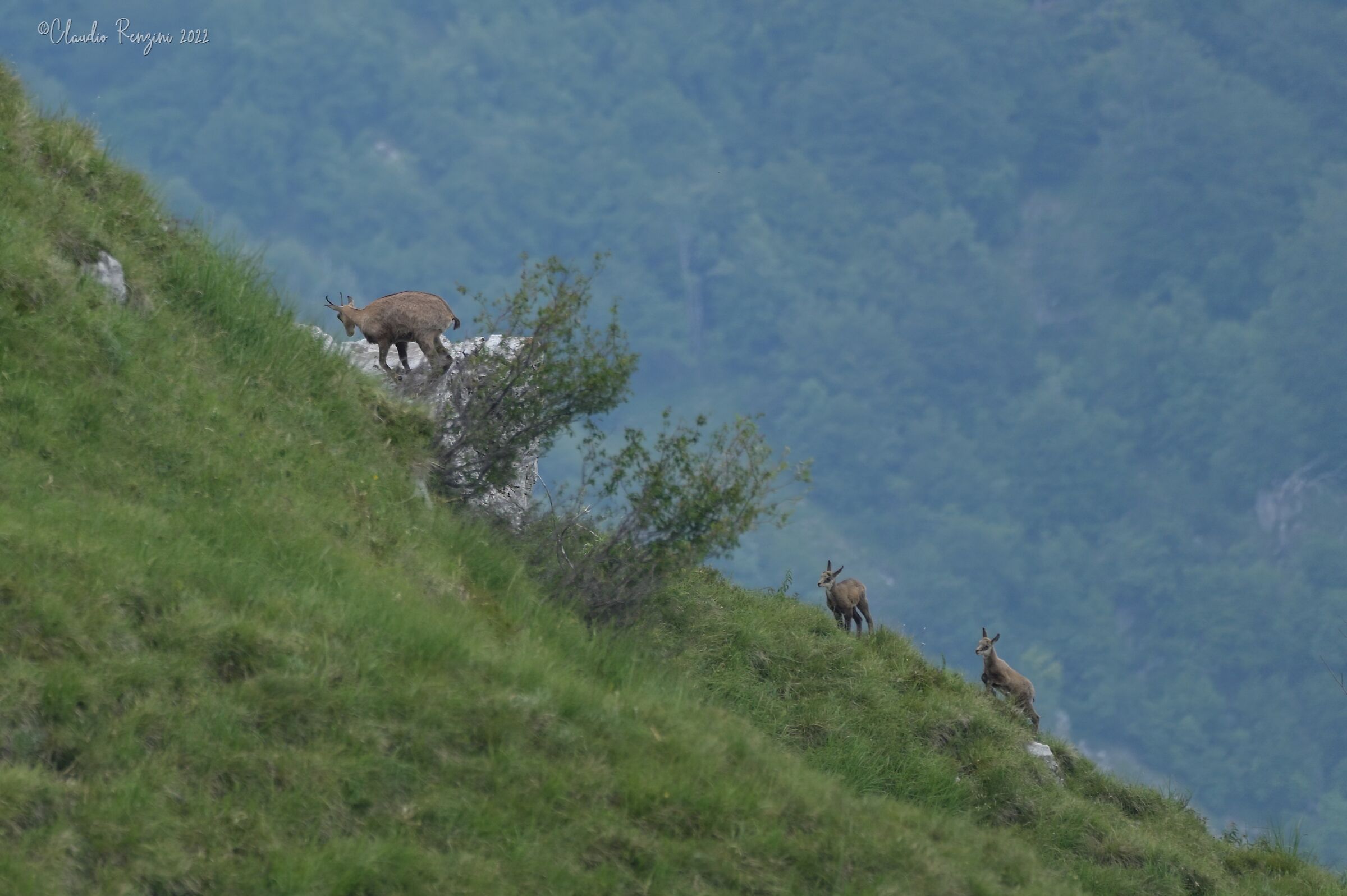 i piccoli camosci crescono...