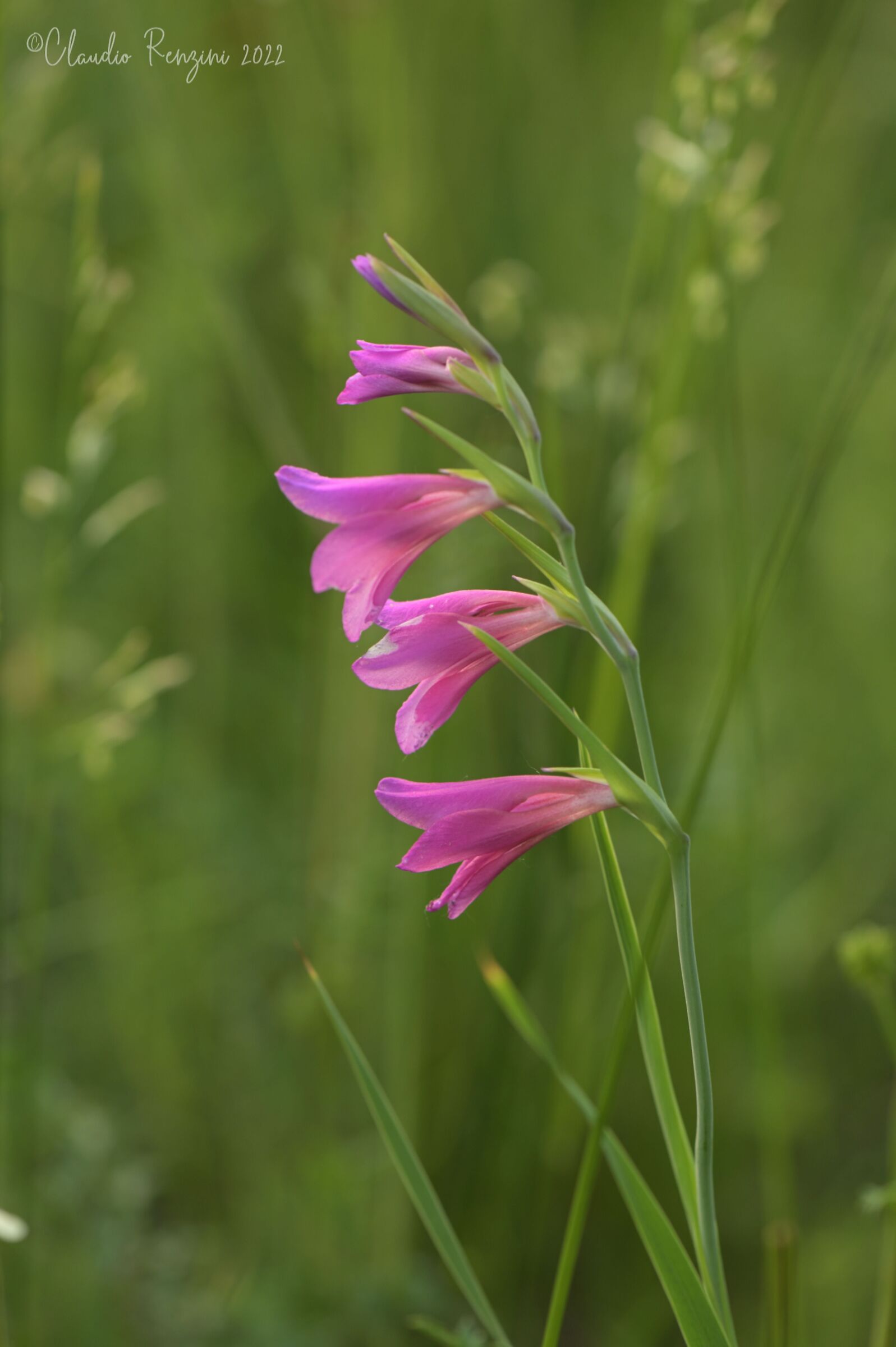 Gladiolus palustris