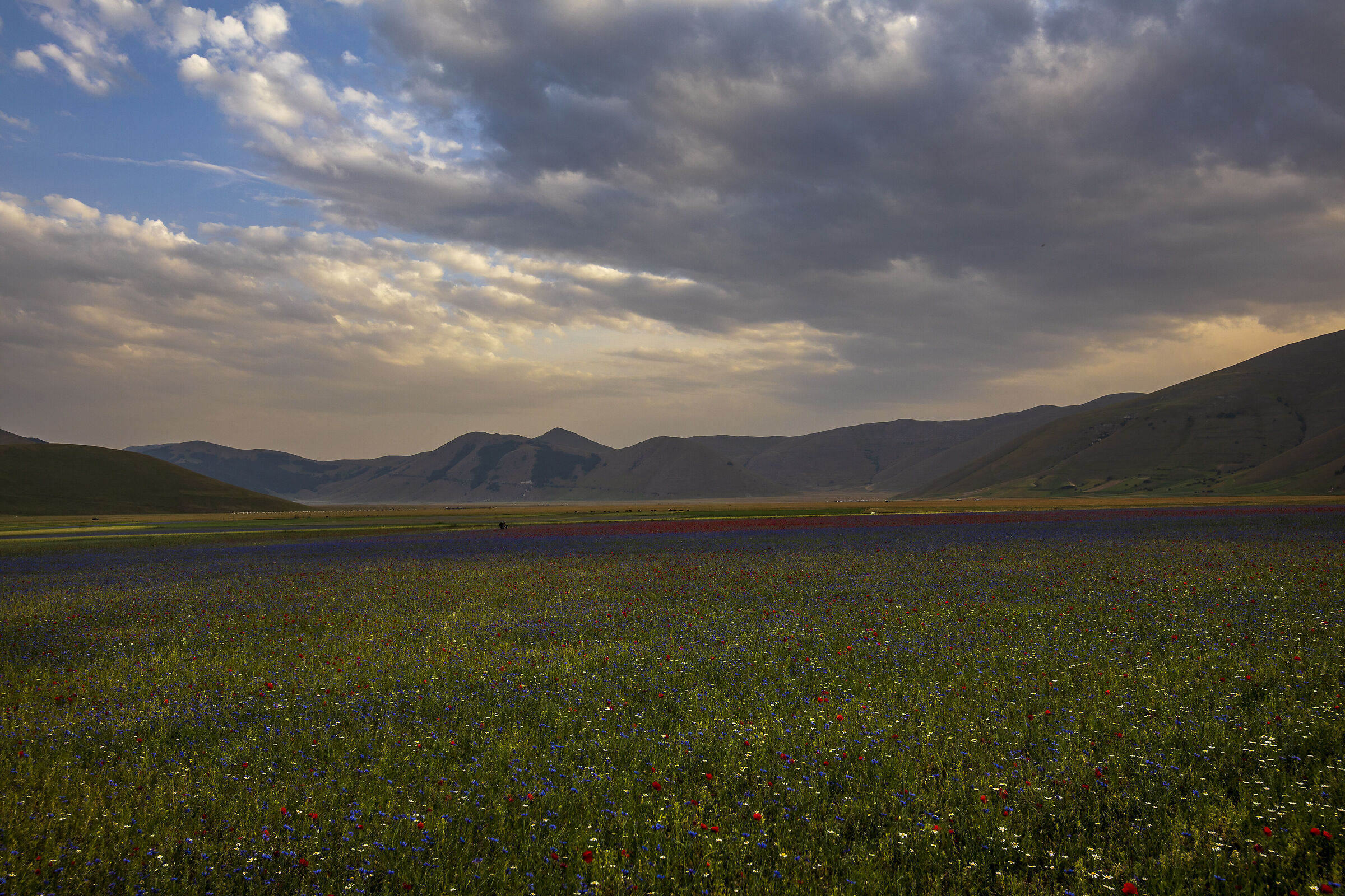 Forse la pioggia .......