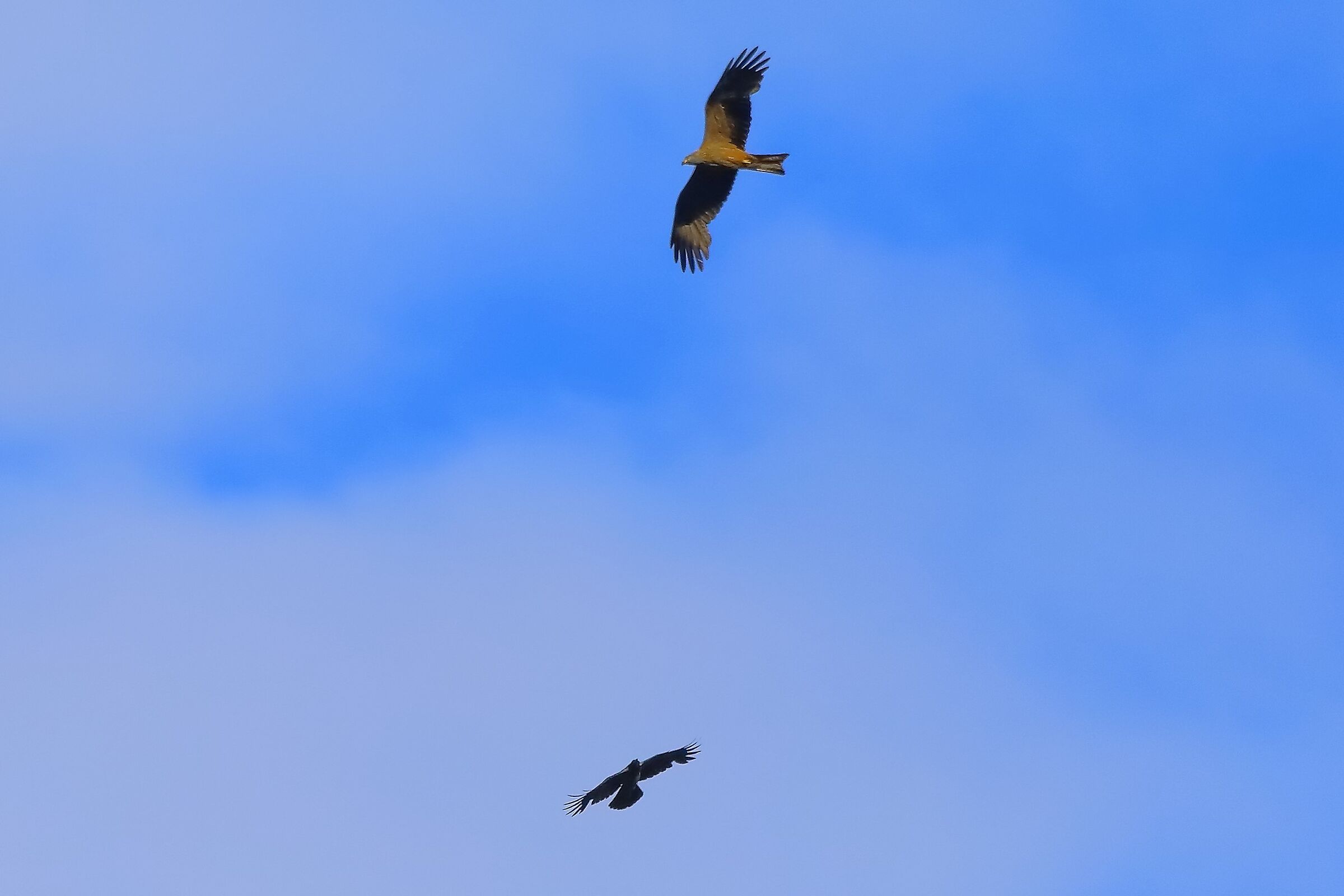 Nibbio bruno 07-06-2022