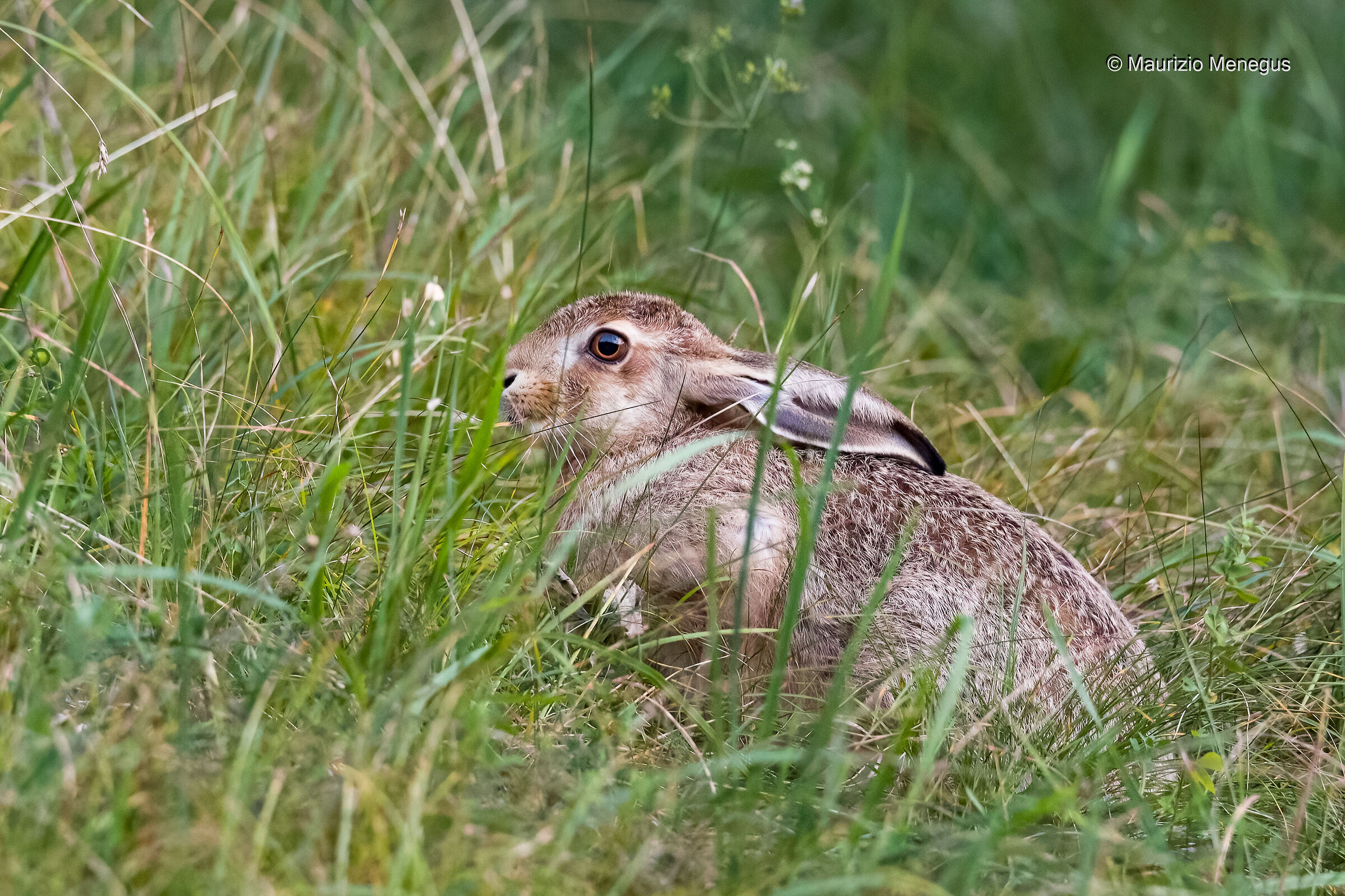 Giovane lepre europea