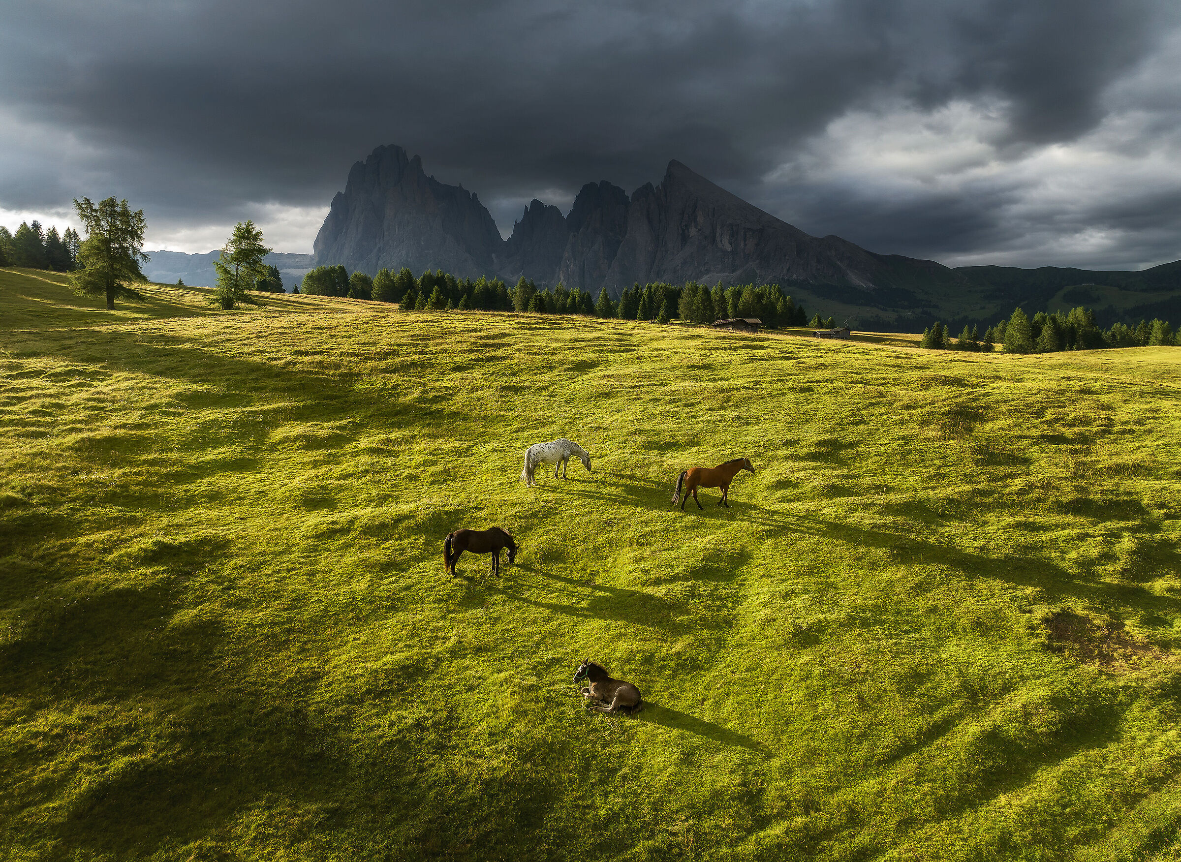 Cavalli nelle Dolomiti