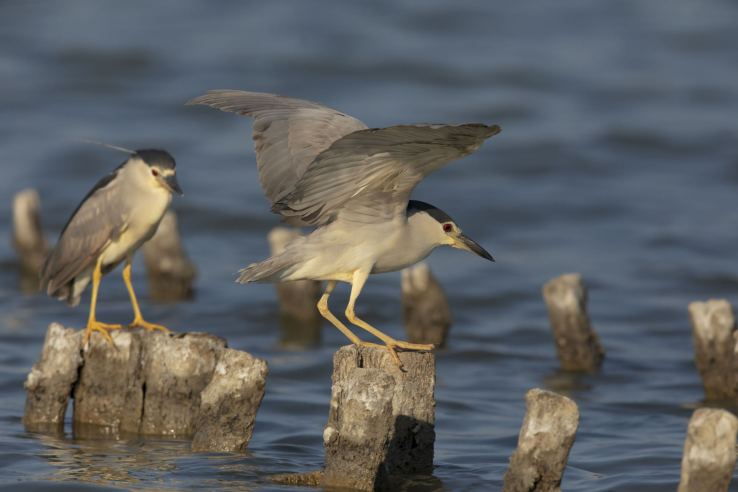 nitticora (nycticorax nycticorax)