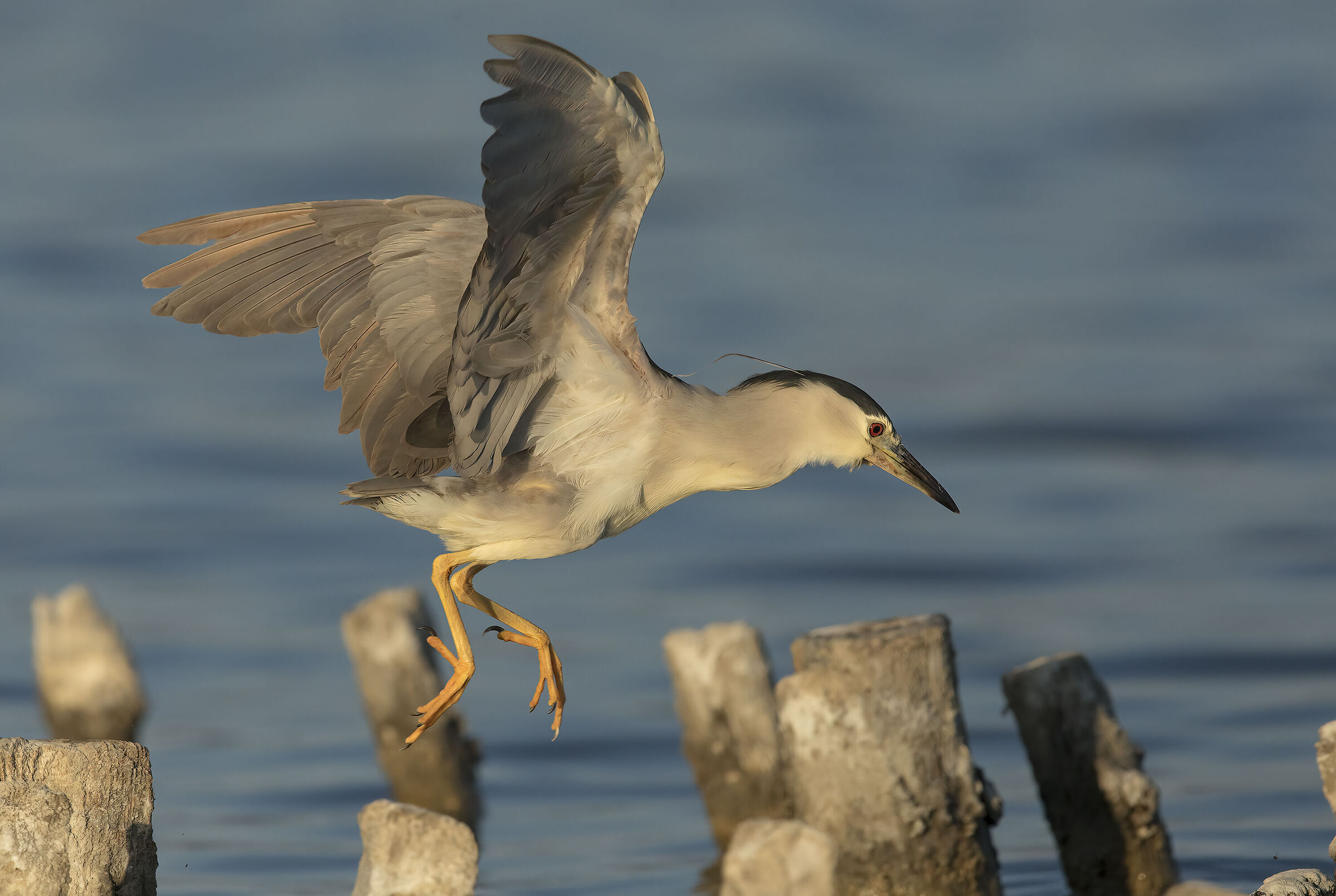 nitticora (nycticorax nycticorax)