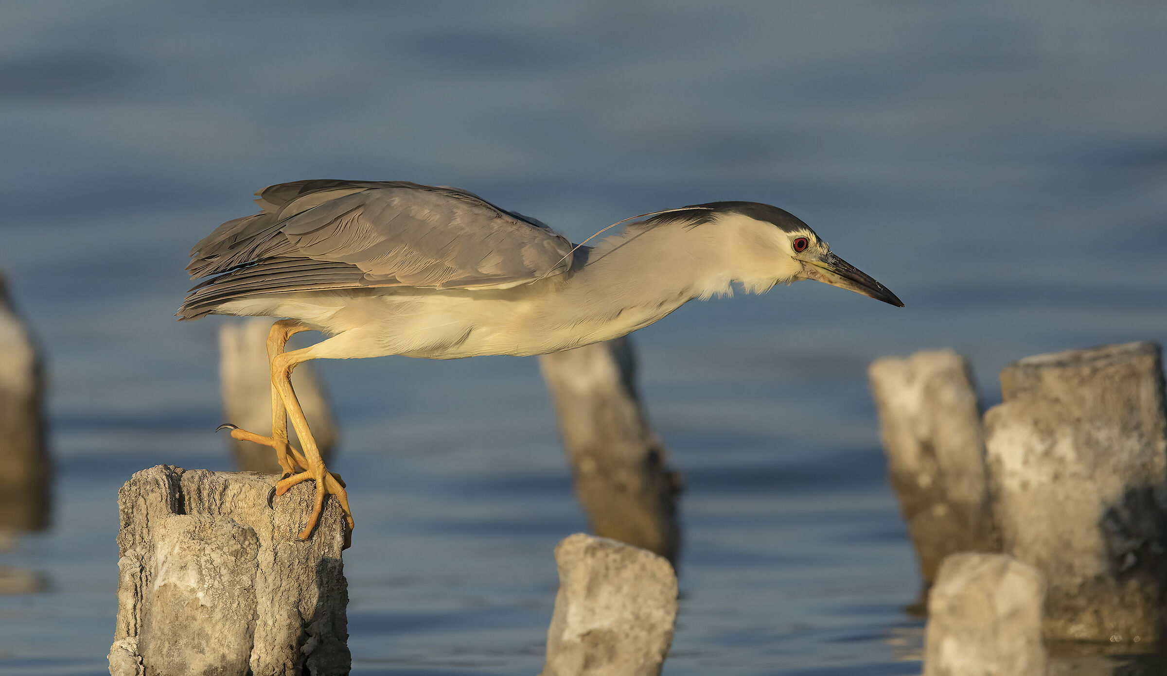 nitticora (nycticorax nycticorax)