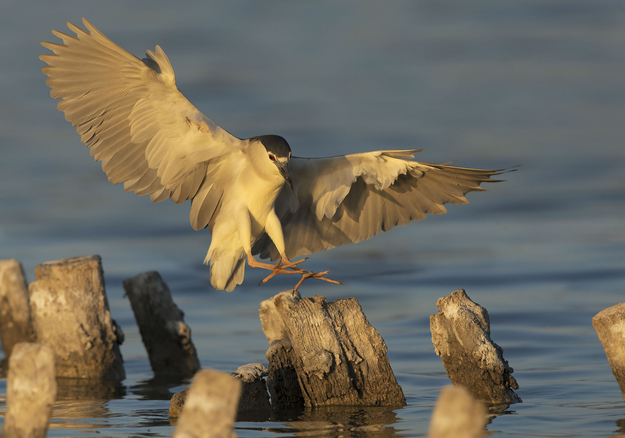 nitticora (nycticorax nycticorax)