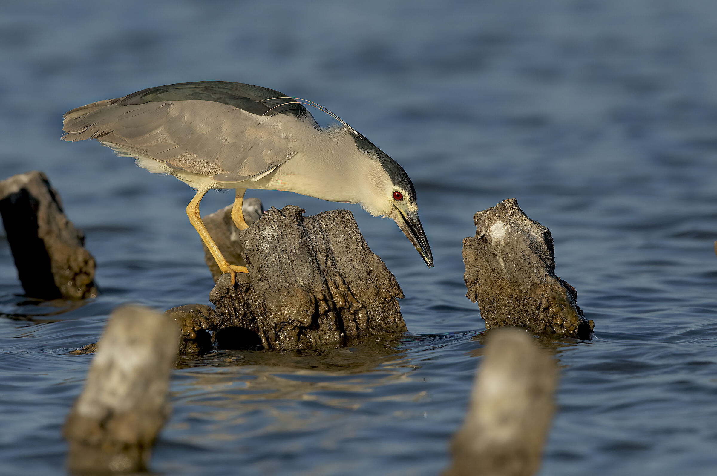 nitticora (nycticorax nycticorax)