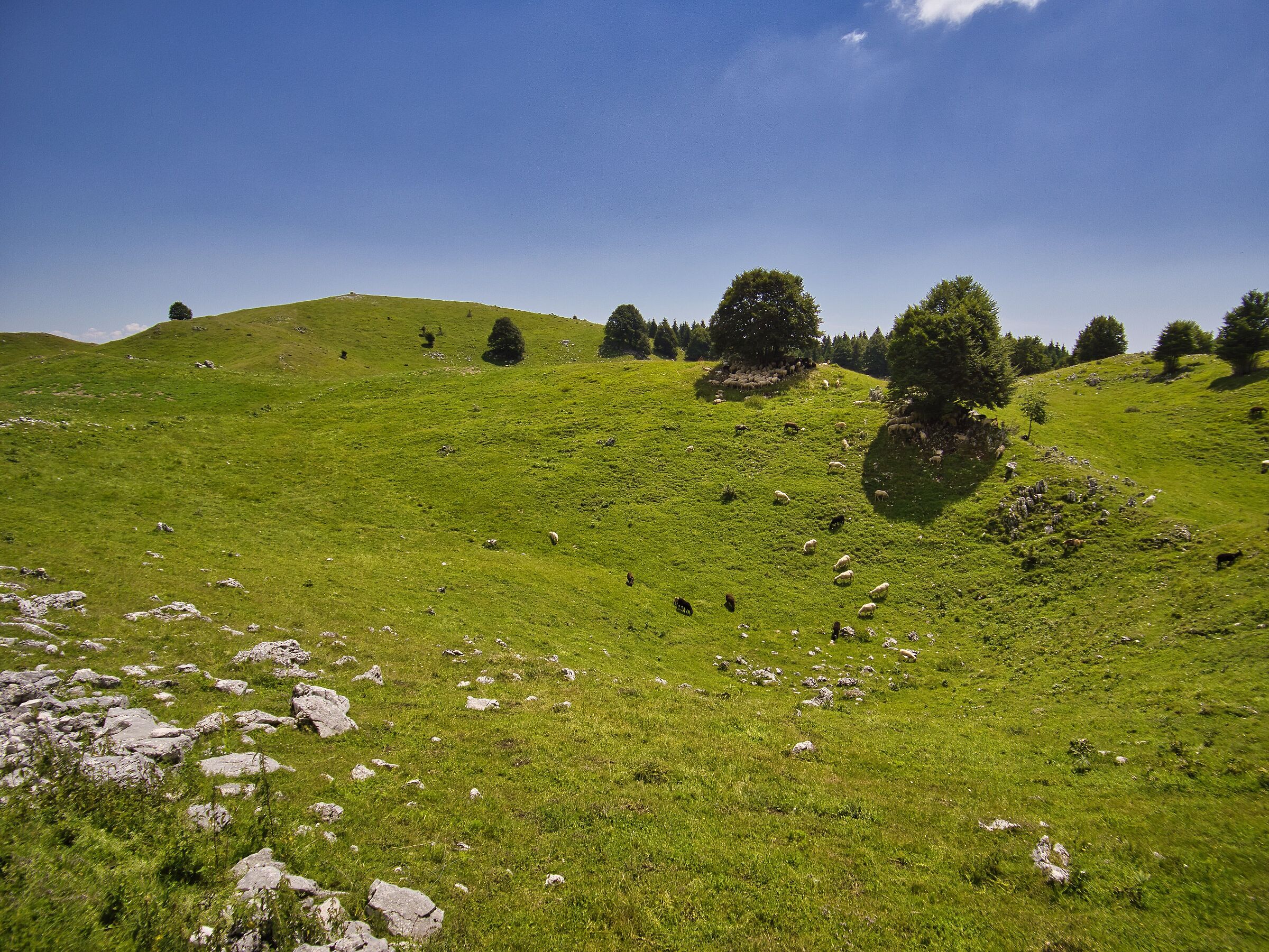 Sheep in the shade