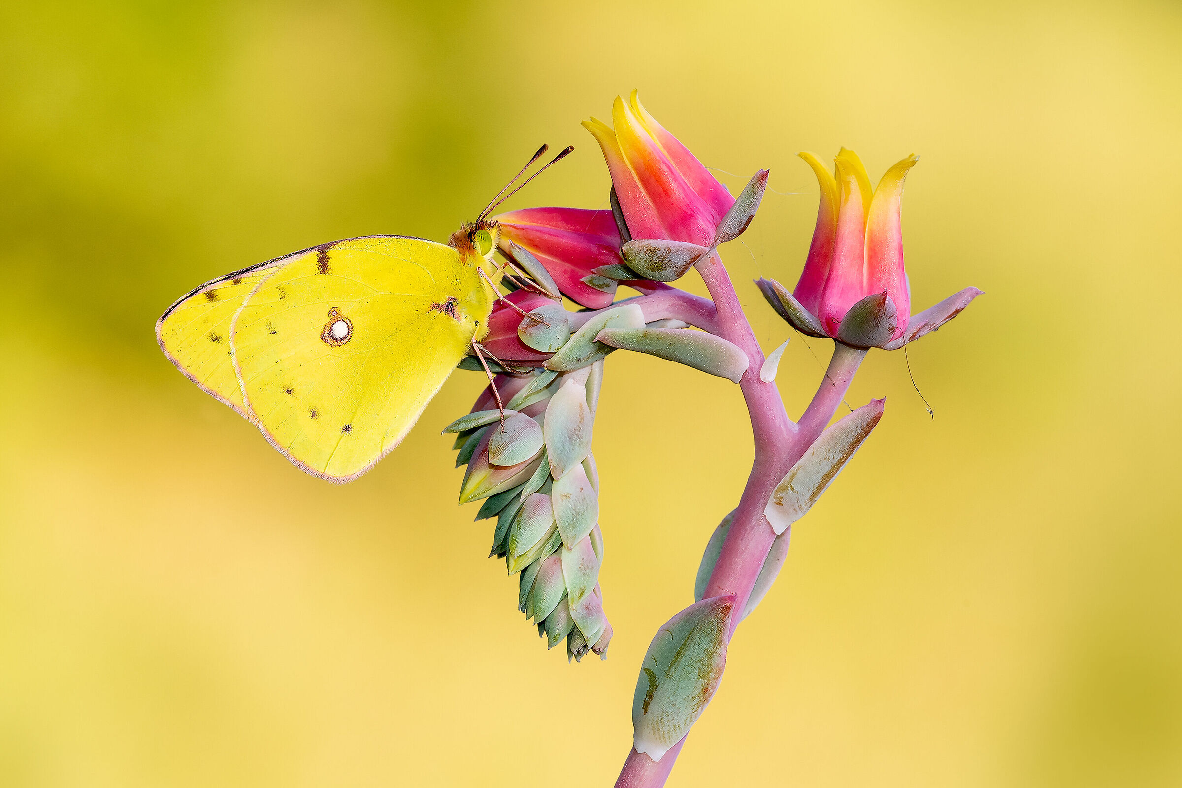 Colias crocea
