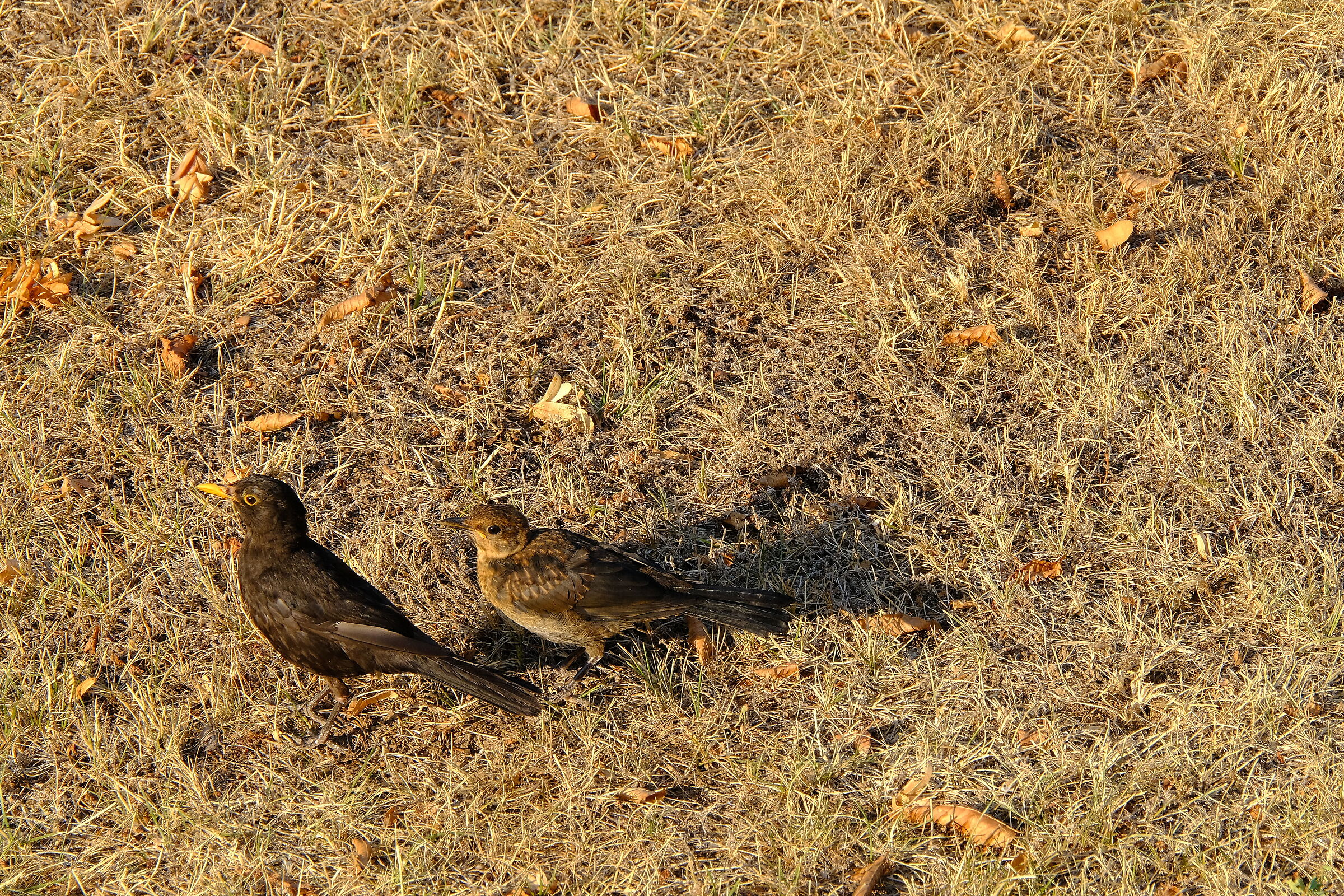 pair of adult and young battlements