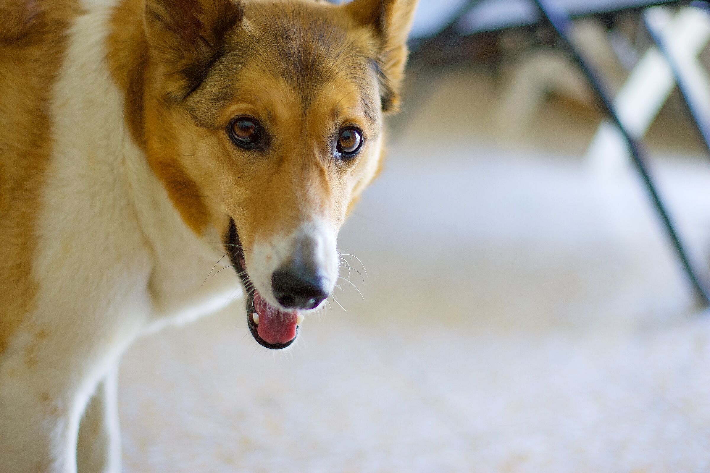 Peggy - primo scatto con la 1d mark ii