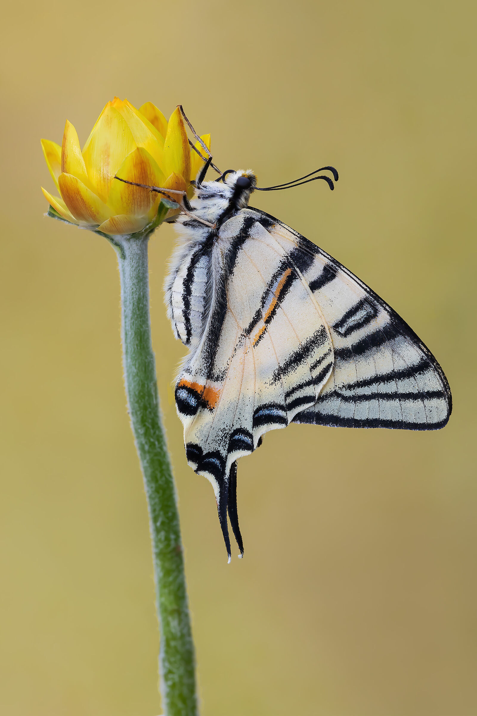 Scarce swallowtail