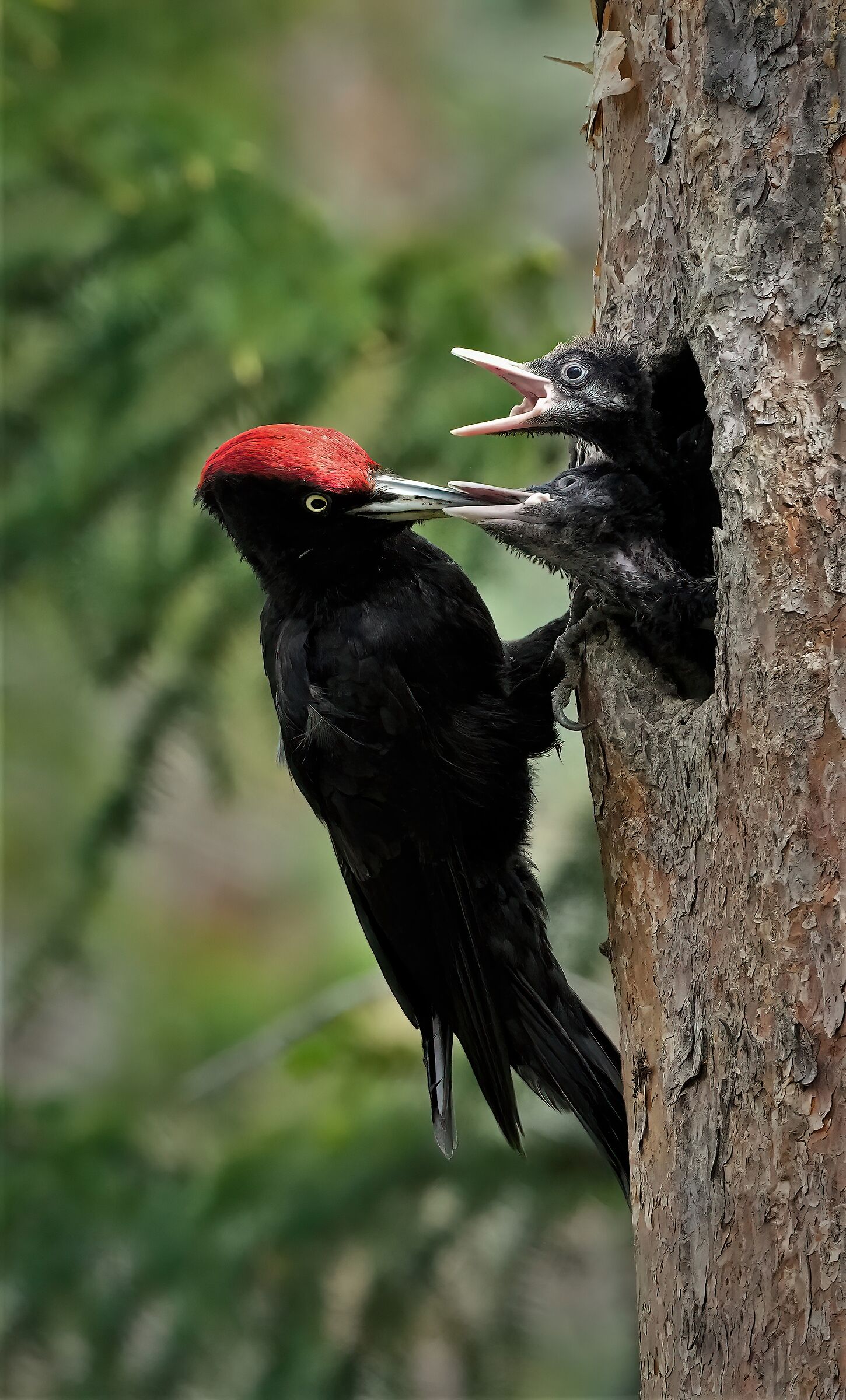 picchio nero m. con i pulli