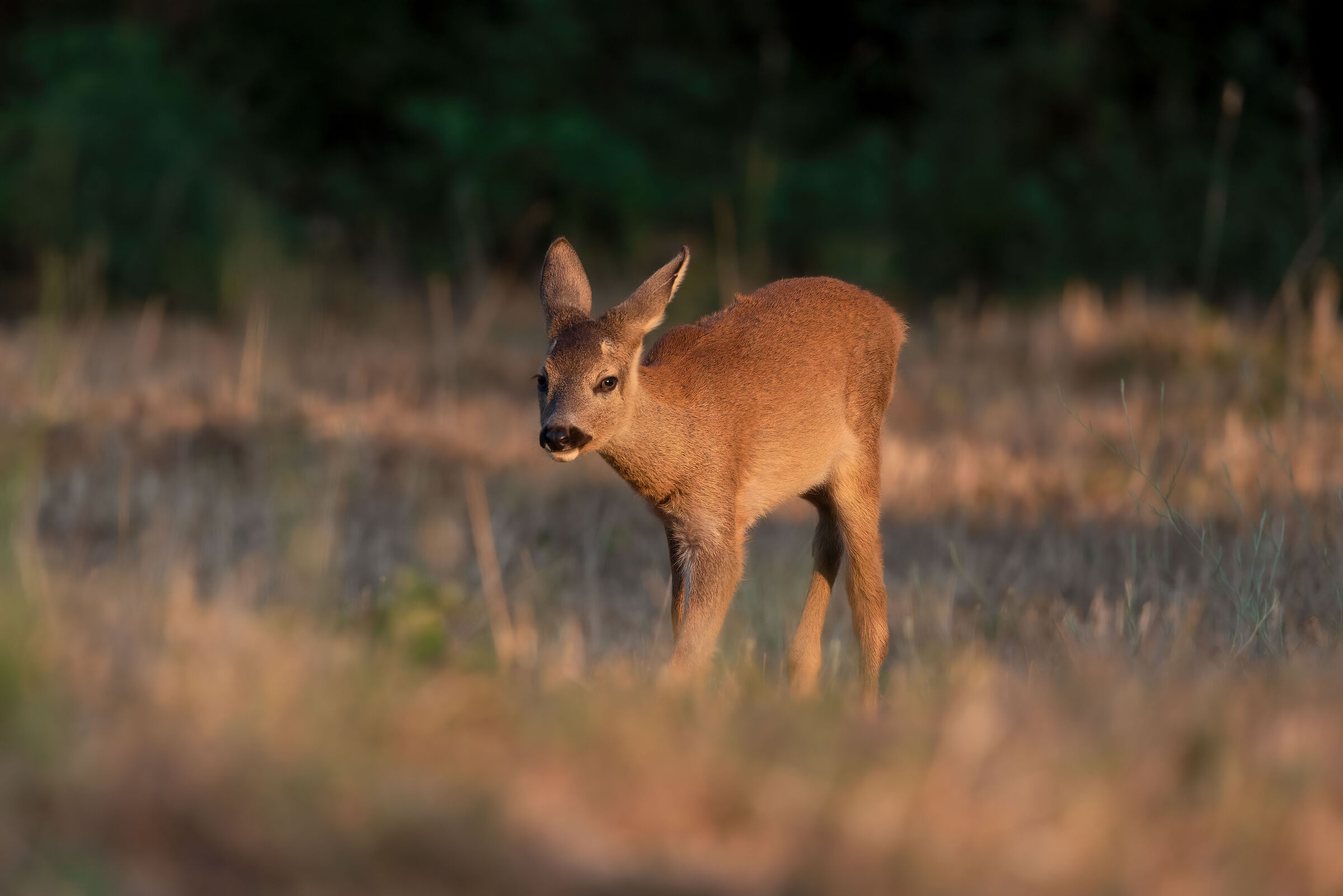 Caprioletto of about 2 months