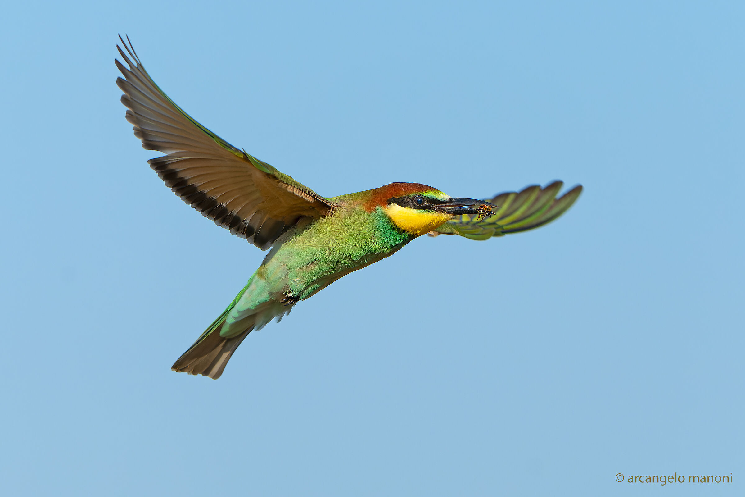 A young bee-eater has already learned to hunt