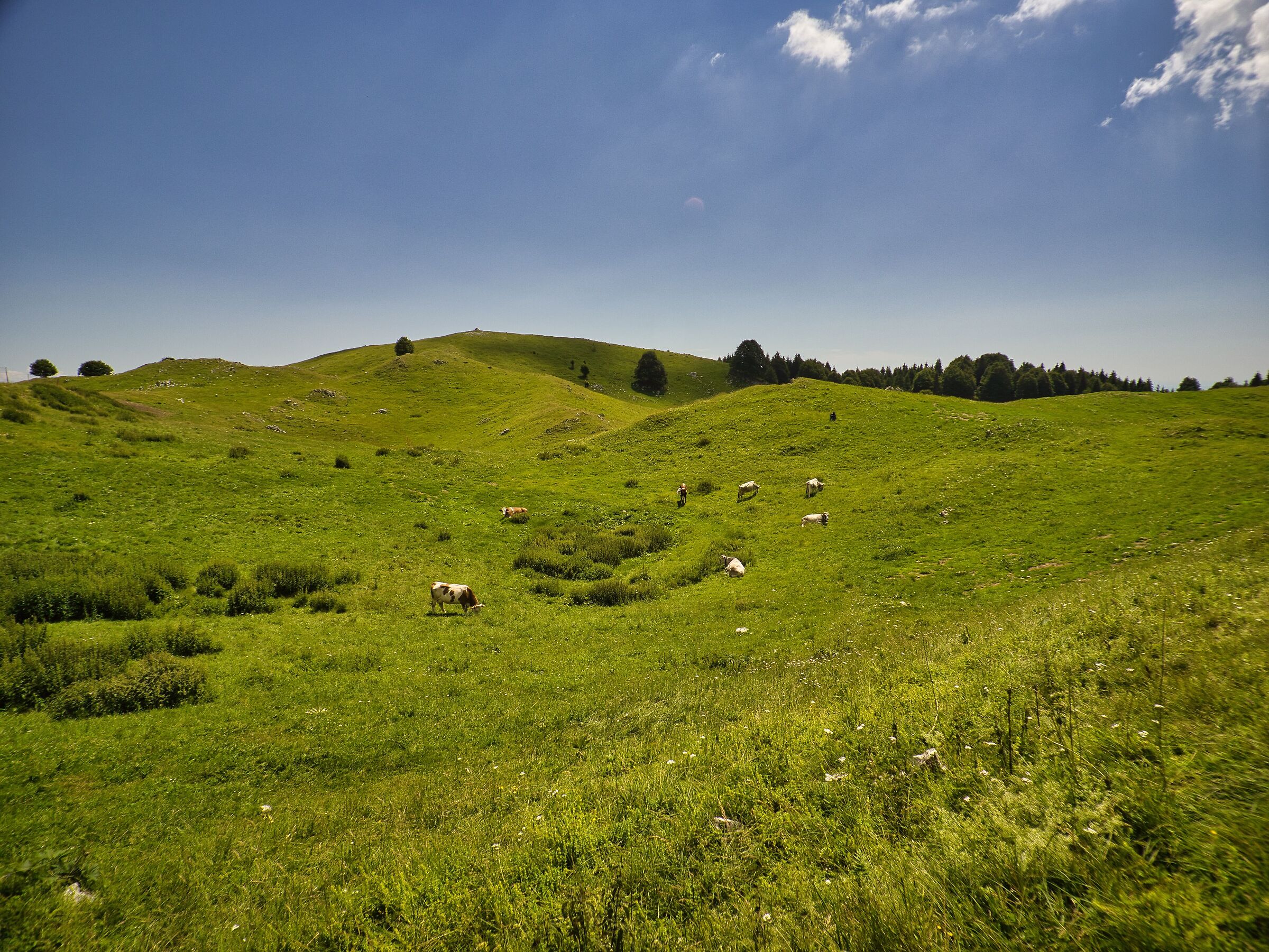 Cows 2