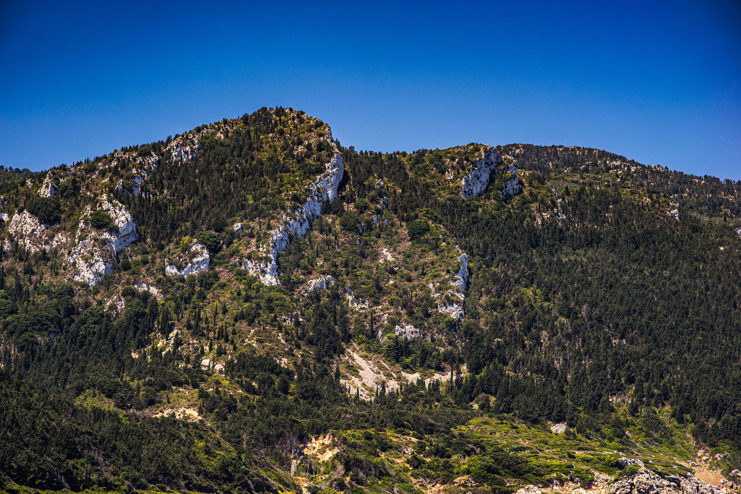 bosco di cipressi othoni Grecia Zoom vintage