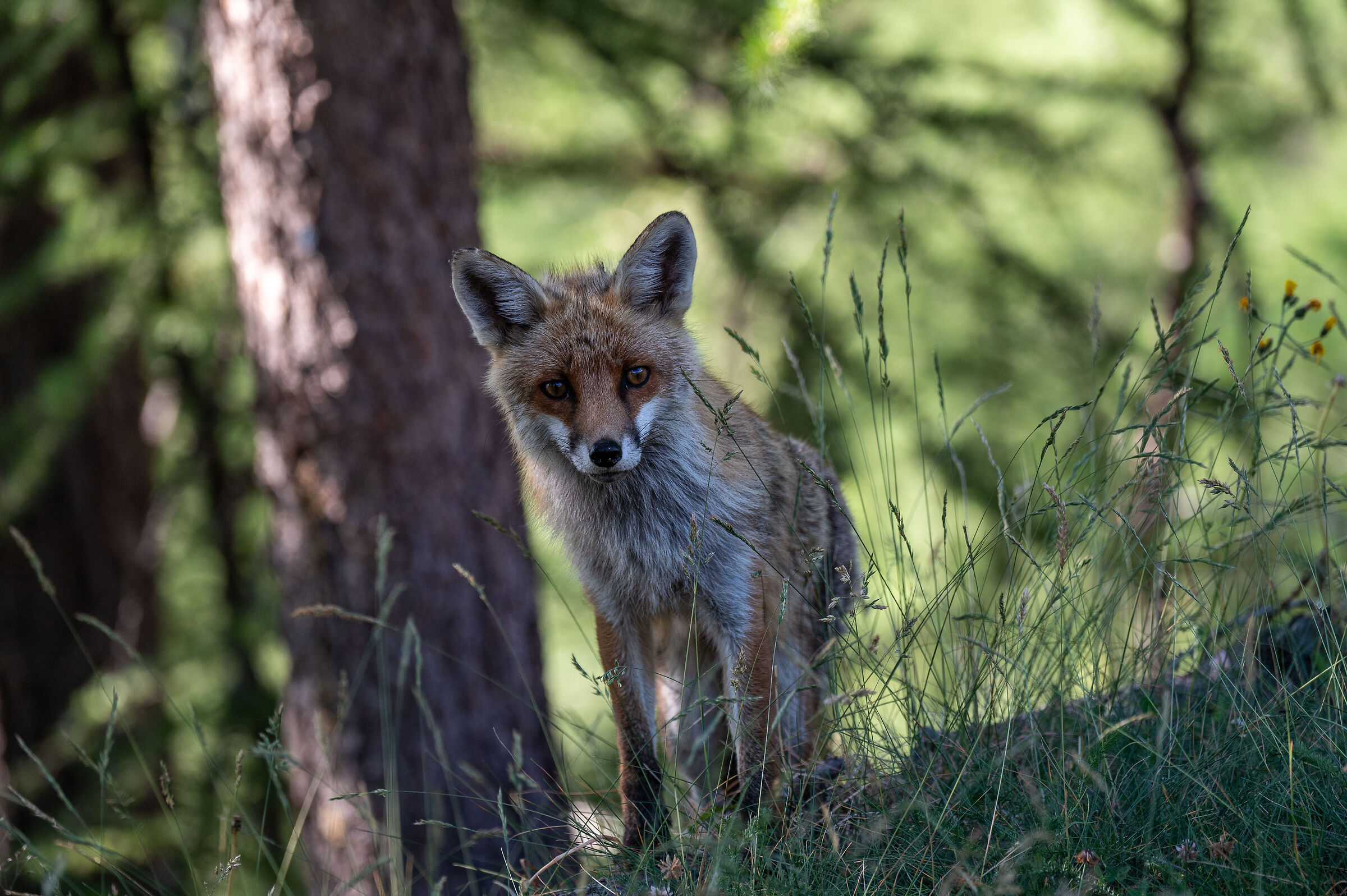 curious young fox