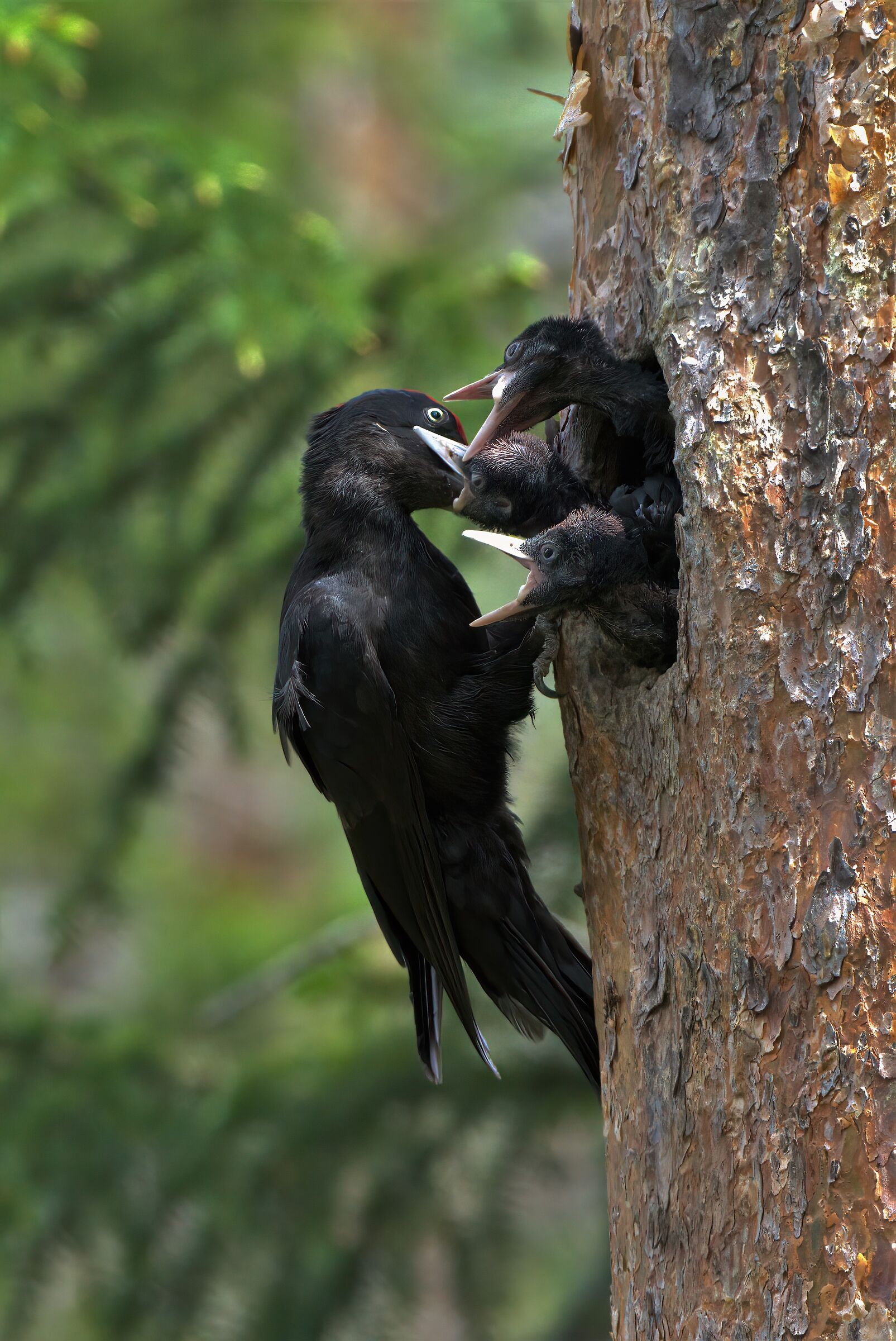 papà picchio nero all'imbeccata