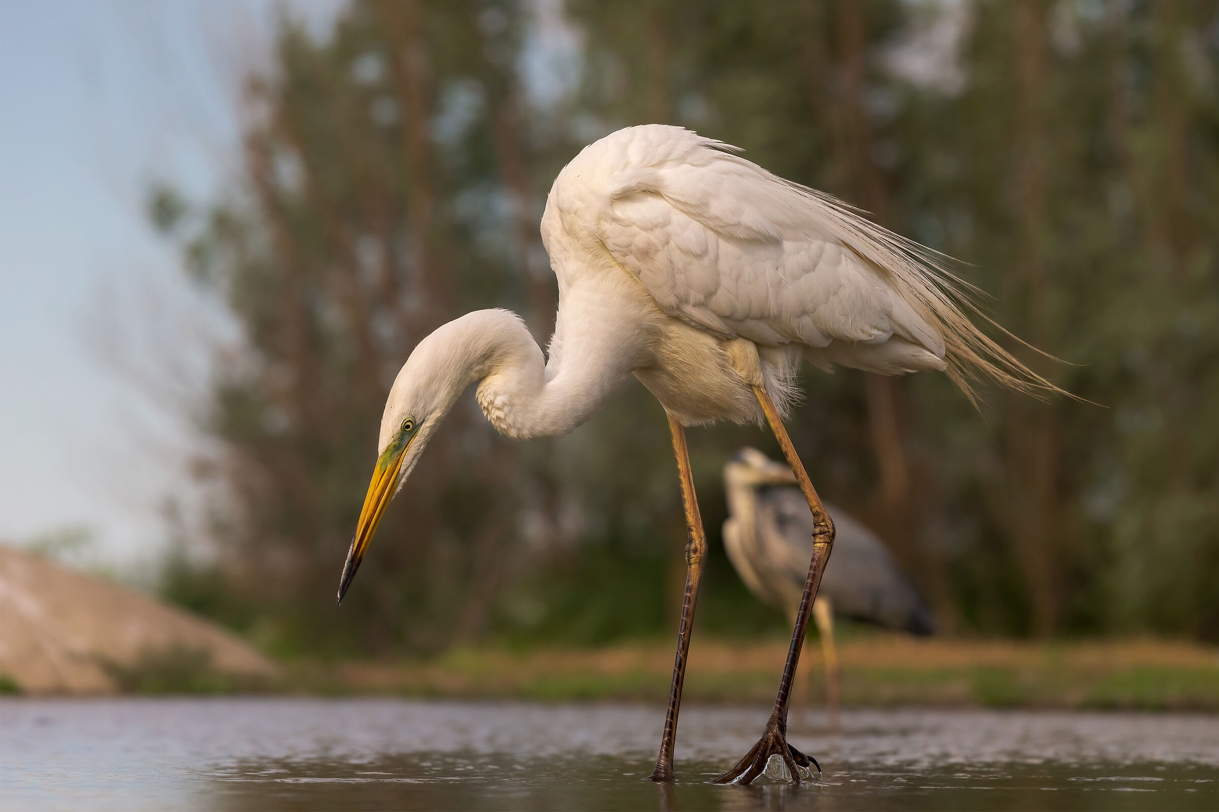 Great Egret (Ardea alba)
