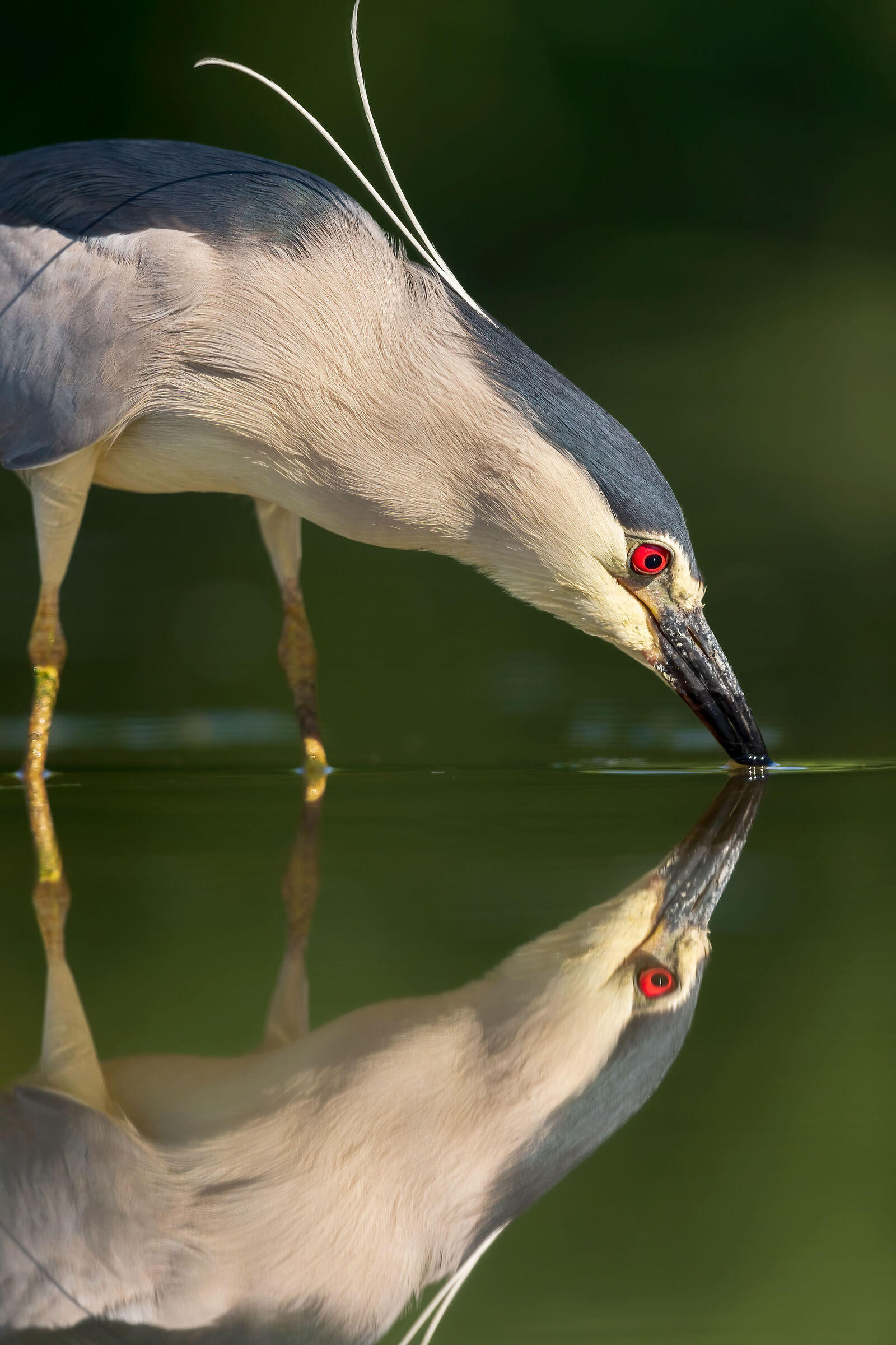 Night heron (Nycticorax nycticorax)