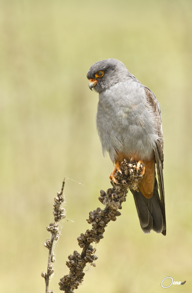 falco cuculo maschio