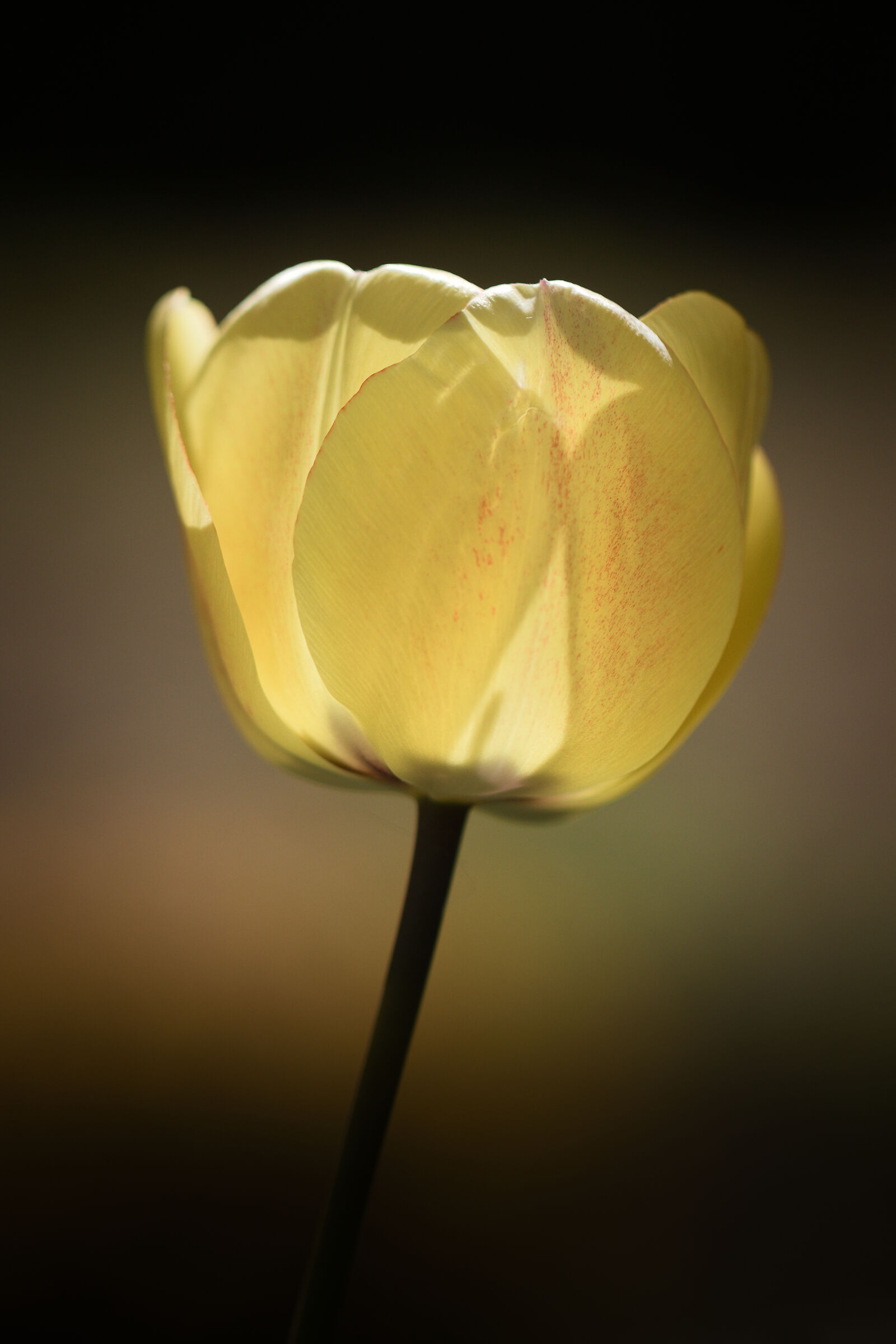 Luce e ombre