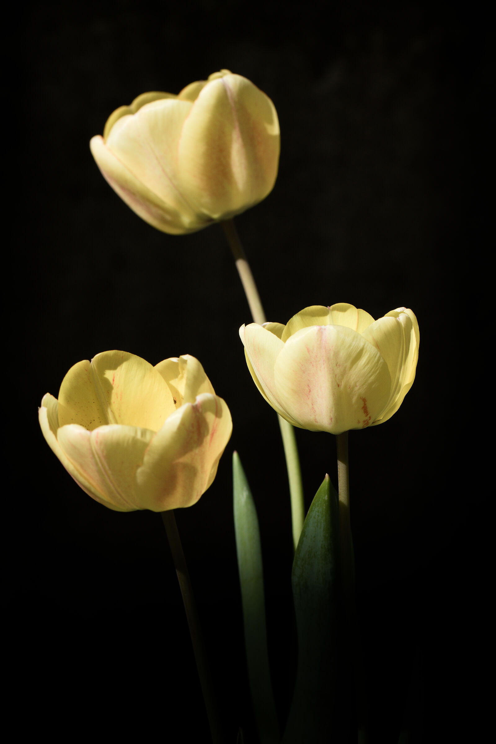 Tre pennellate di giallo
