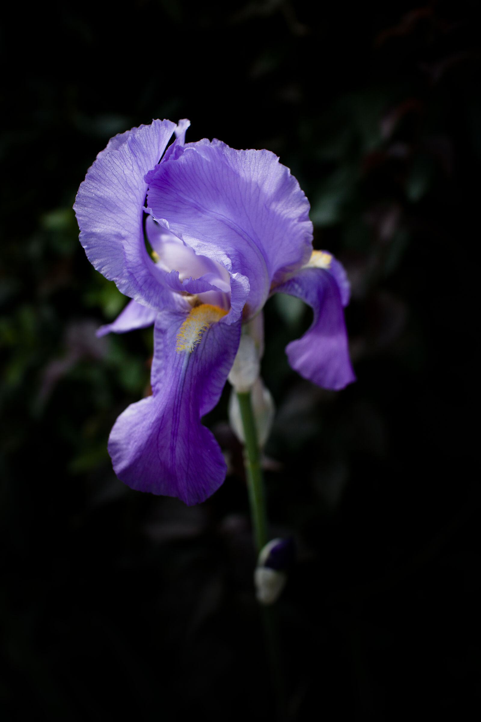 The color of the iris