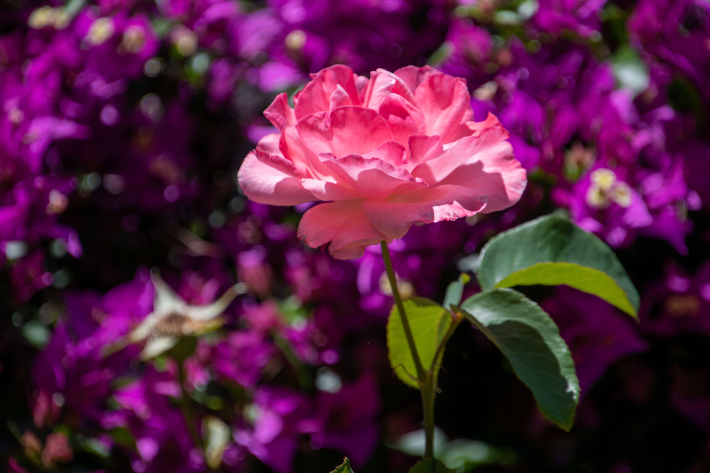 the queen of flowers