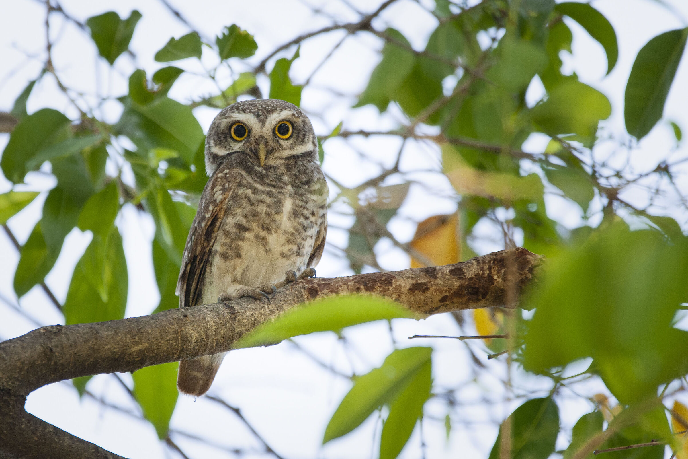 The spotted OWL