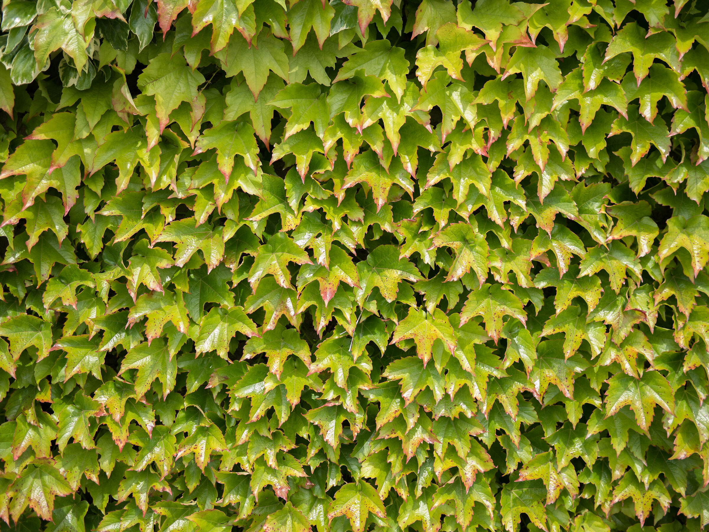 Leaf skin